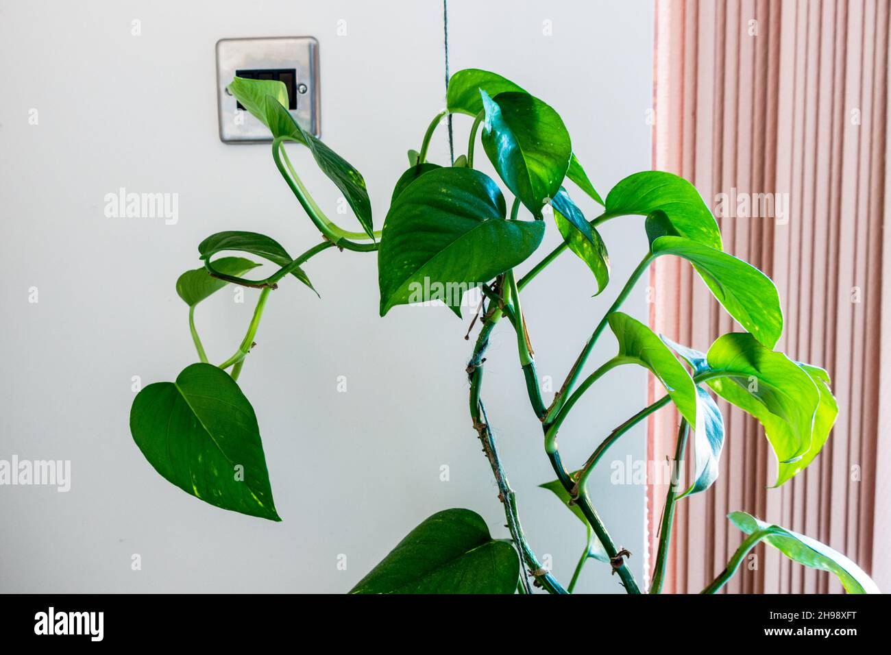 Epipremnum aureum / Devils Ivy / Pothos casa pianta in un vaso Foto Stock