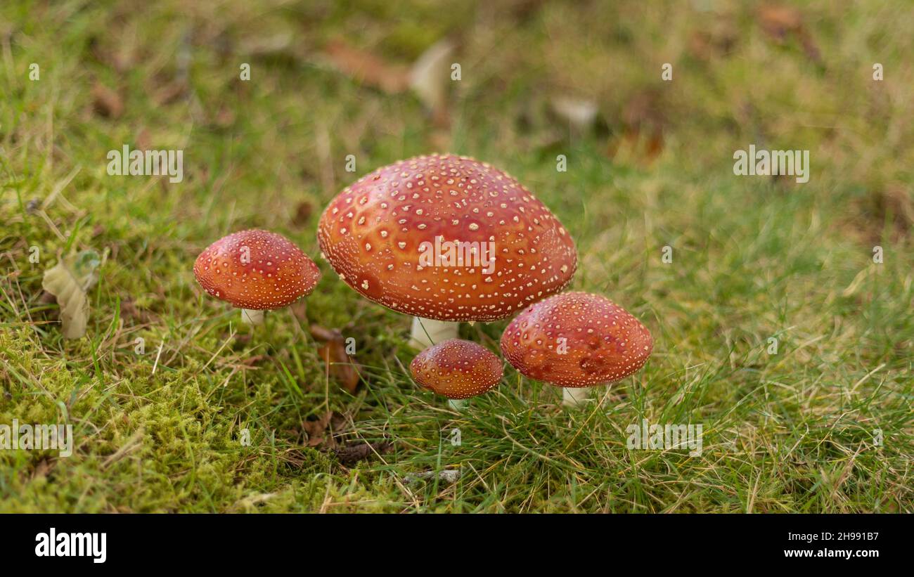 Rosso con macchie di funghi bianchi in un campo opn un pezzetto di erba Foto Stock