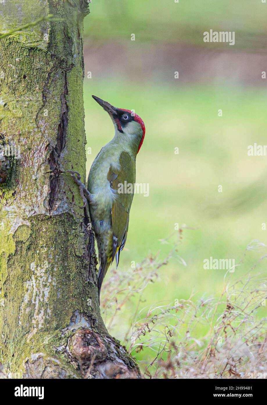 Una Woodpecker verde ( Picus viridis ) in posa classica sul tronco di un antico albero di frutta. Suffolk, Regno Unito. Foto Stock