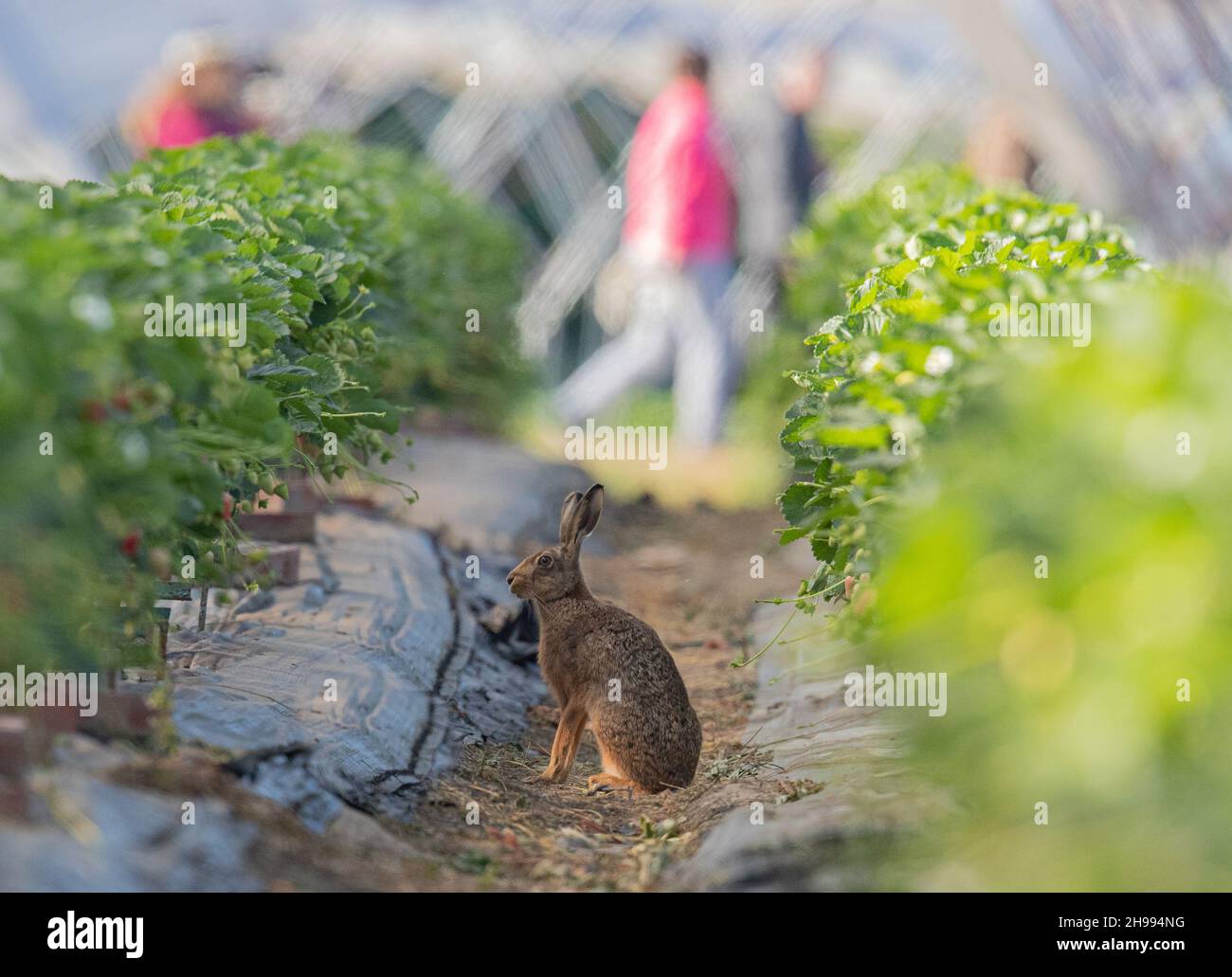 Una lepre marrone selvaggia seduta nei coltivatori fragole . Anche se si è cauti, è sorprendente che alcuni passino davanti al tunnel poly. Suffolk Regno Unito Foto Stock