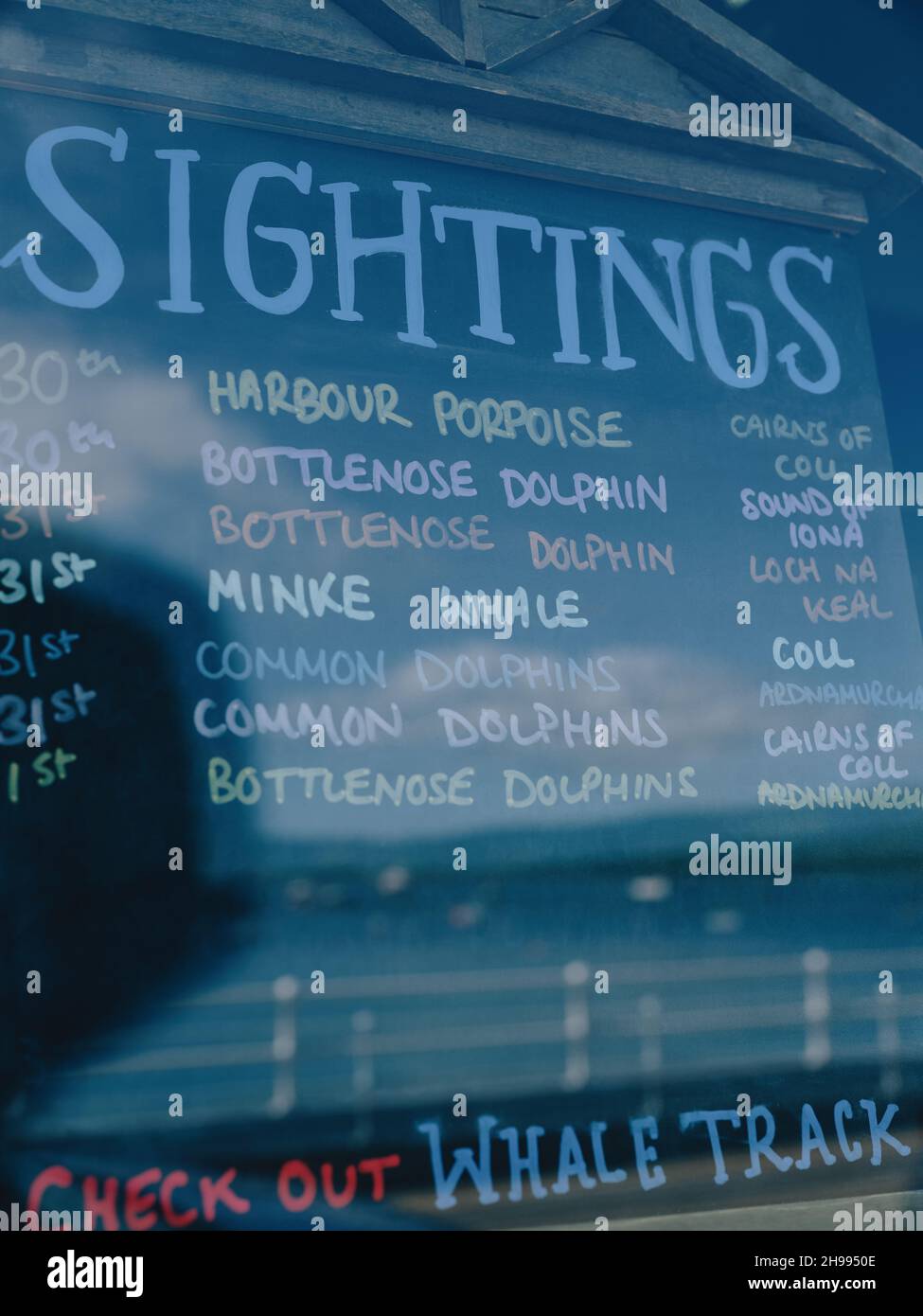 Ecoturismo - balene, delfini e avvistamenti di Porpoise esposti su un tabellone in una vetrina di Tobermory sull'Ilse of Mull, Inner Hebrides, Scotland UK Foto Stock