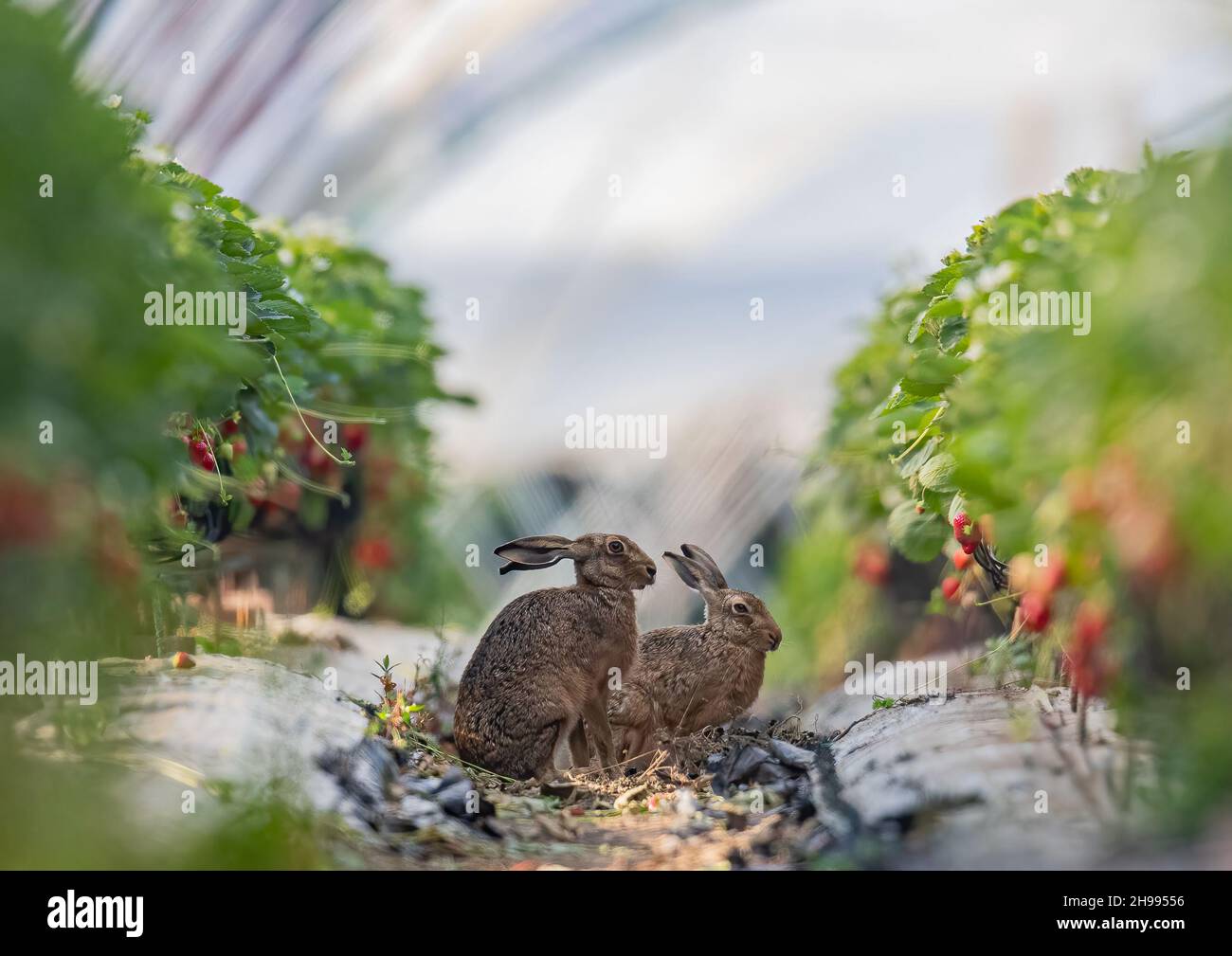 Solo buoni amici . Un paio di Brown Hares selvaggi che si conoscono meglio nel polytunnel contadino . Suffolk, Regno Unito Foto Stock