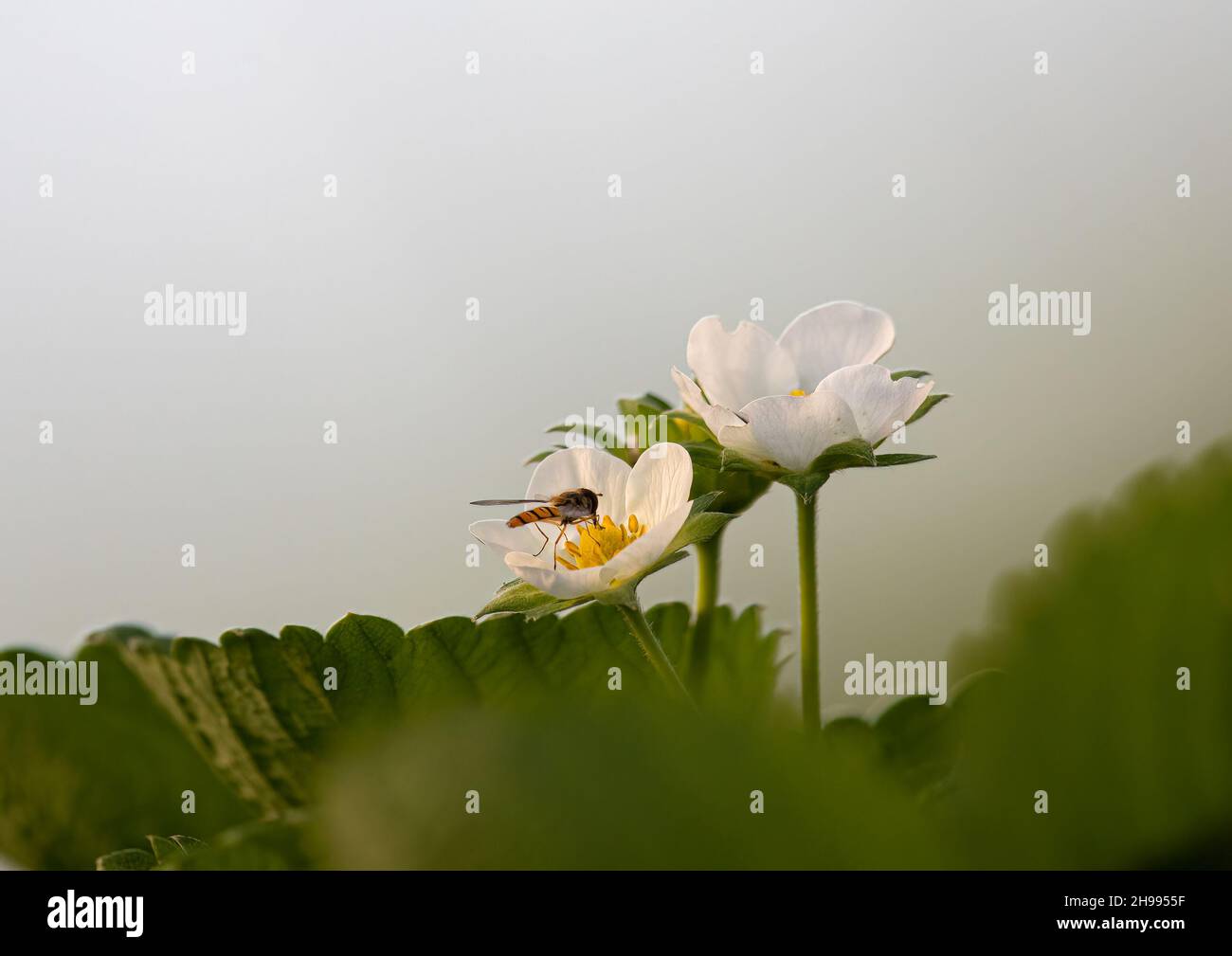 Una pianta di Strawberry in fiore essendo impollinated naturalmente da un hover visiting Fly ad un'impresa commerciale di coltura della frutta molle. Suffolk, Regno Unito. Foto Stock