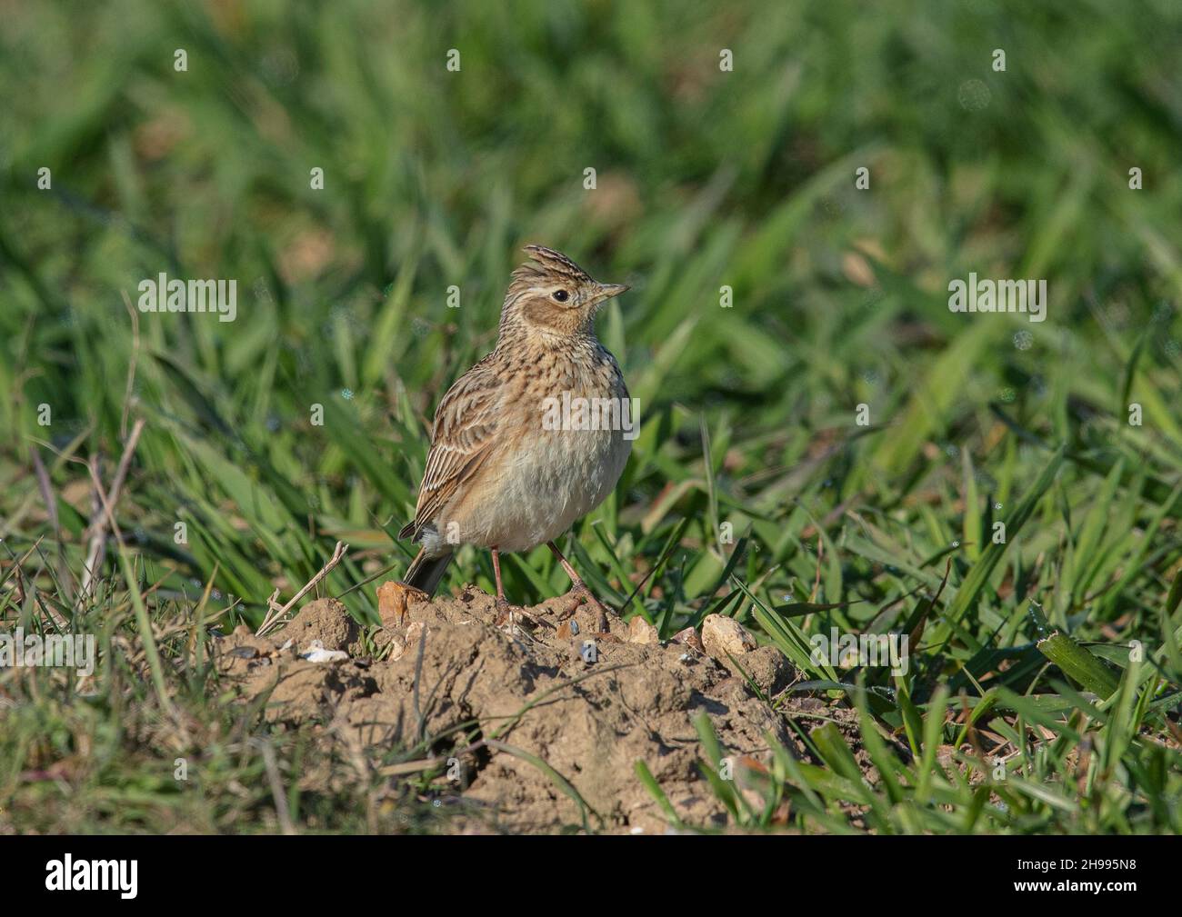 Un occhio luminoso Skylark seduto su un grumo di terra in un campo di grano contadino. Suffolk, Regno Unito. Foto Stock