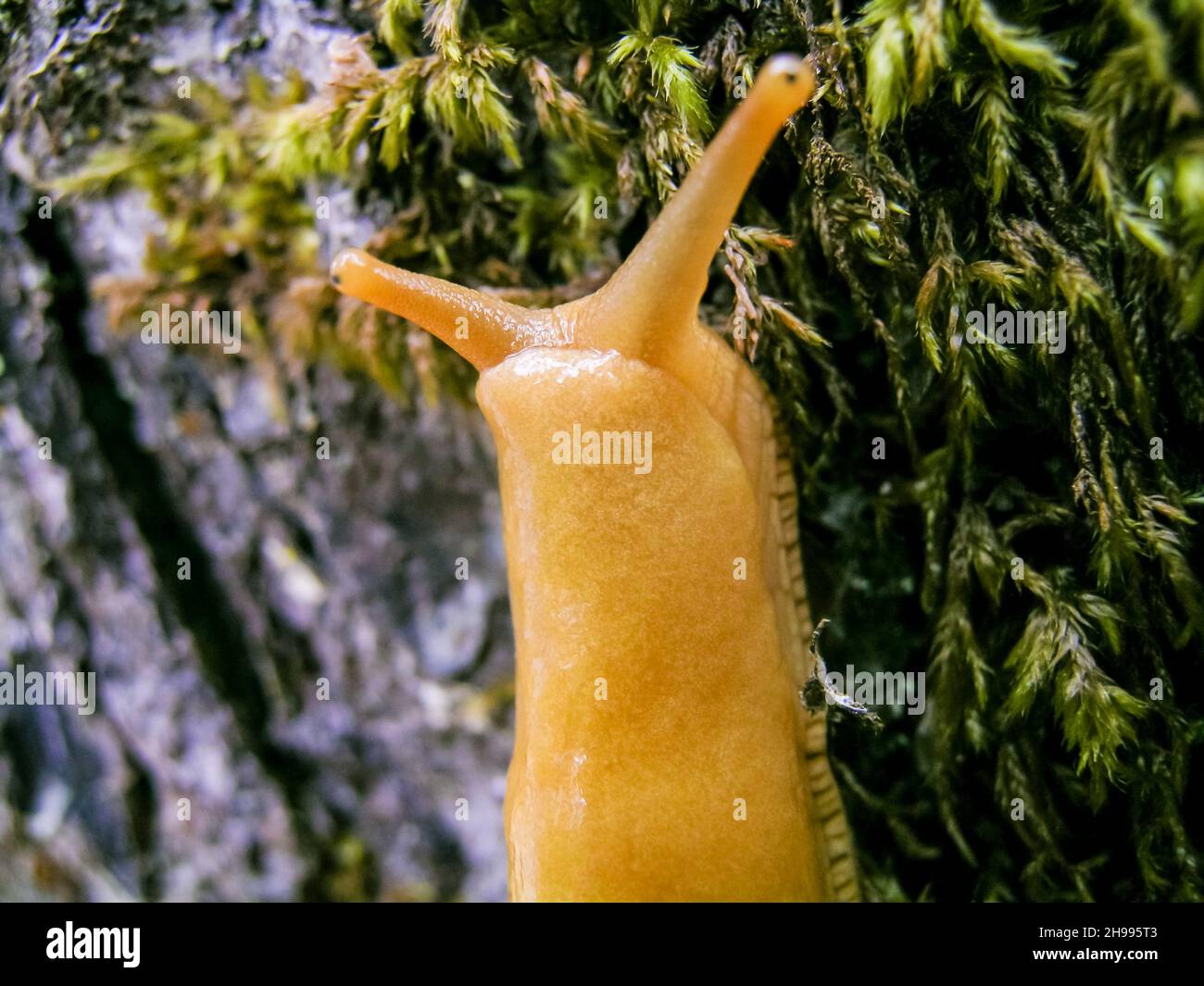 Banana Slug - North American Slug terrestre comprendente il genere Ariolimax. Ariolimax dolichophallus. Foto Stock