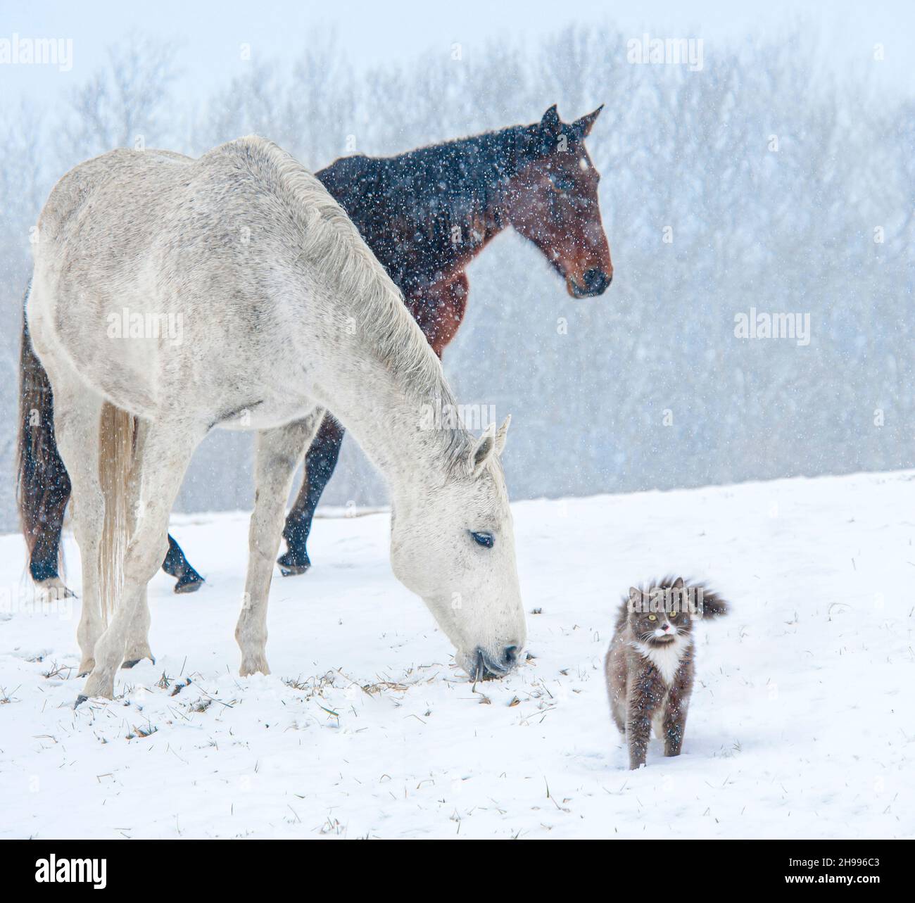 Quarto Cavallo con amico gatto in tempesta di neve Foto Stock