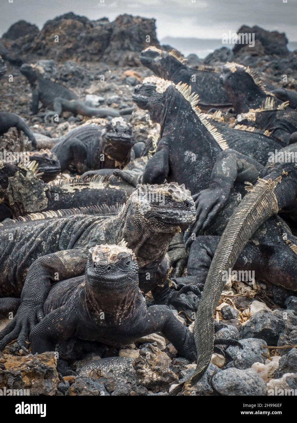 Iguane marine nel Parco Nazionale delle Galapagos, Ecuador. Foto Stock