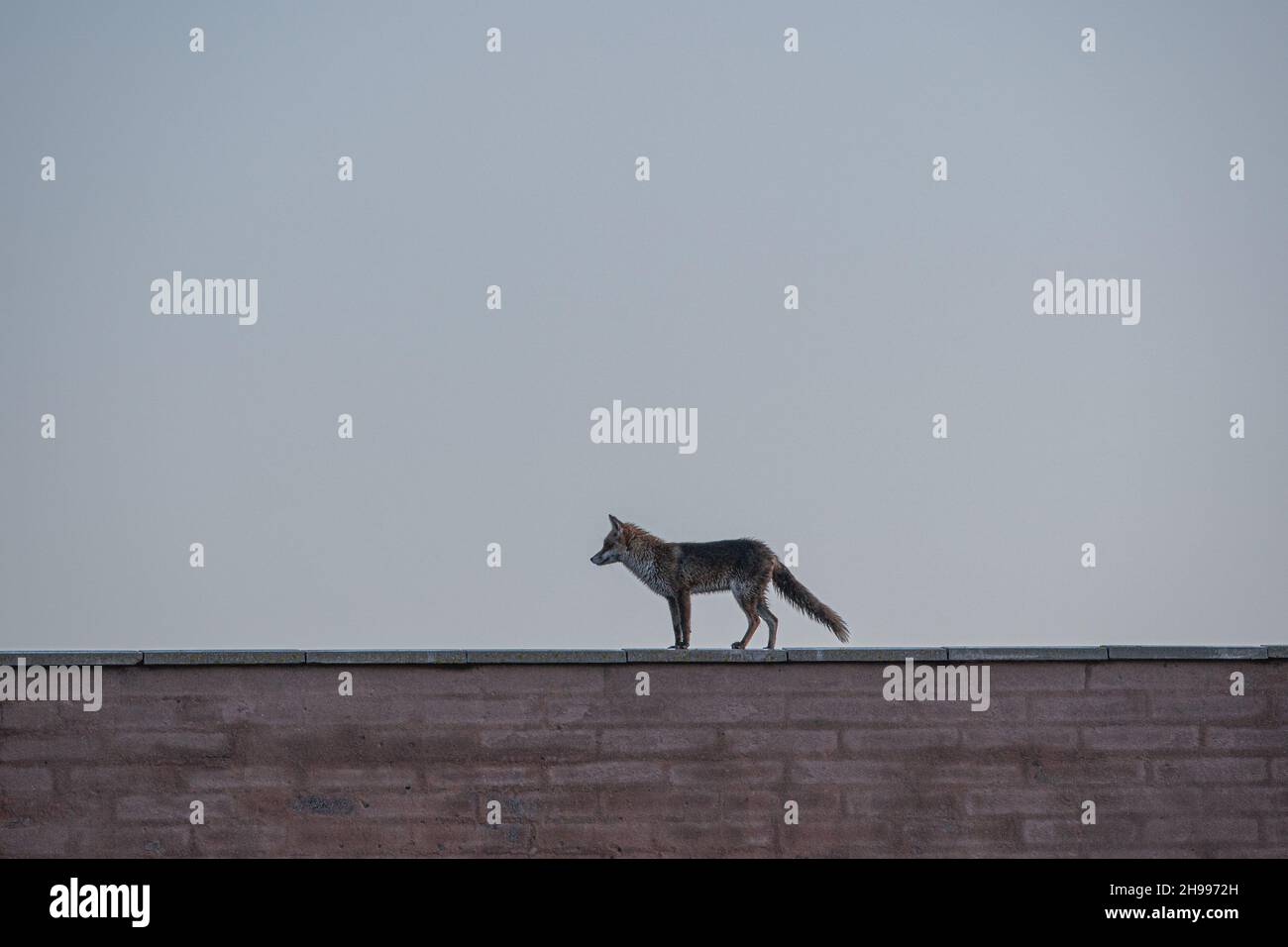 Una volpe nei dintorni urbani camminando lungo un muro tra le case Foto Stock