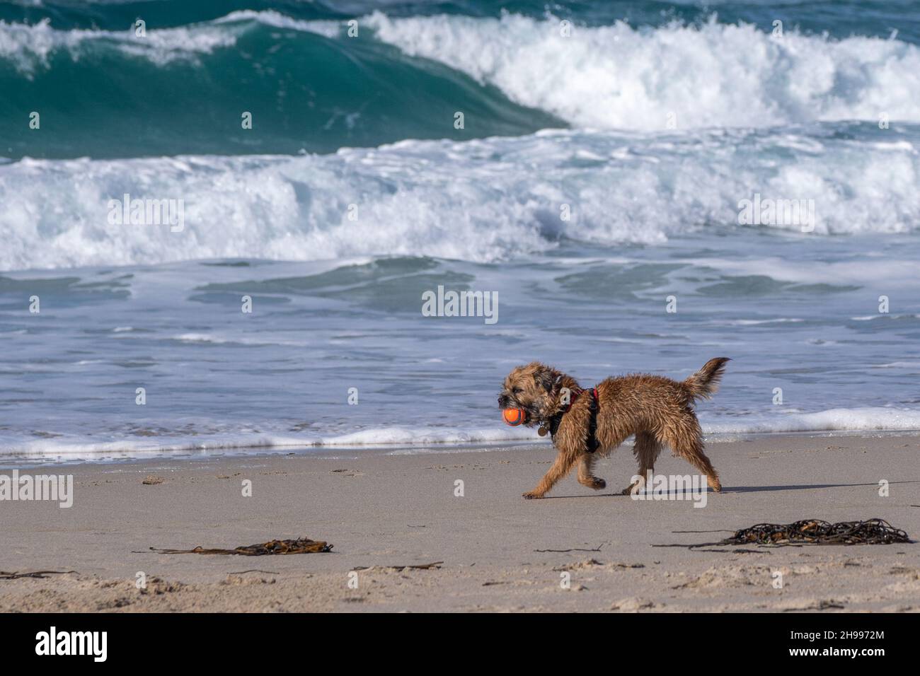 Un cane di confine Terrier che gioca con la sua palla con il surf dietro di lei sulla spiaggia di Sennen Cove in Cornovaglia Foto Stock