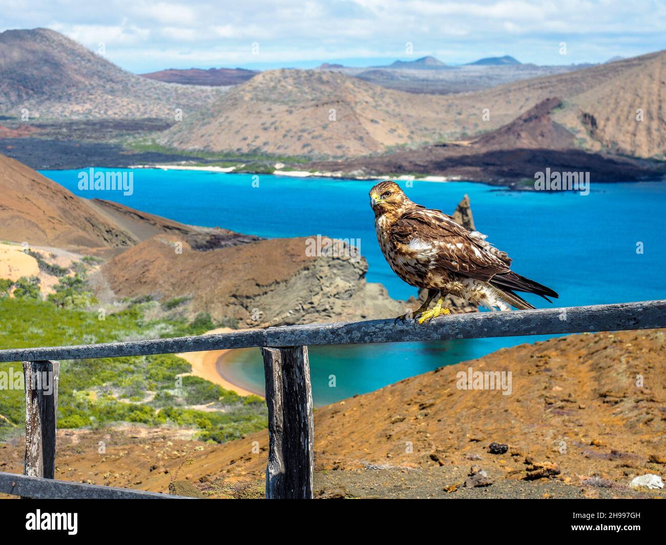 Falco di Galapagos sull'isola di Bartolome, Galapagos, Ecuador Foto Stock