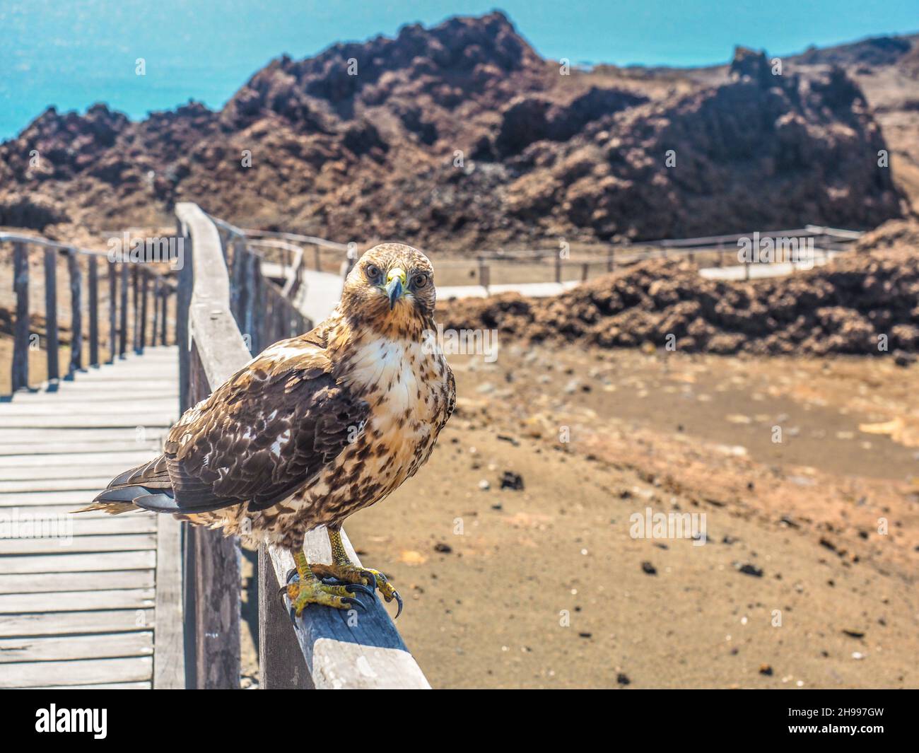 Falco di Galapagos sull'isola di Bartolome, Galapagos, Ecuador Foto Stock