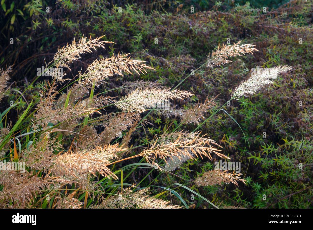 Stipa Calamagrostis (erba di piume ruvida) in autunno coperto di rugiada e retroilluminato dal sole Foto Stock