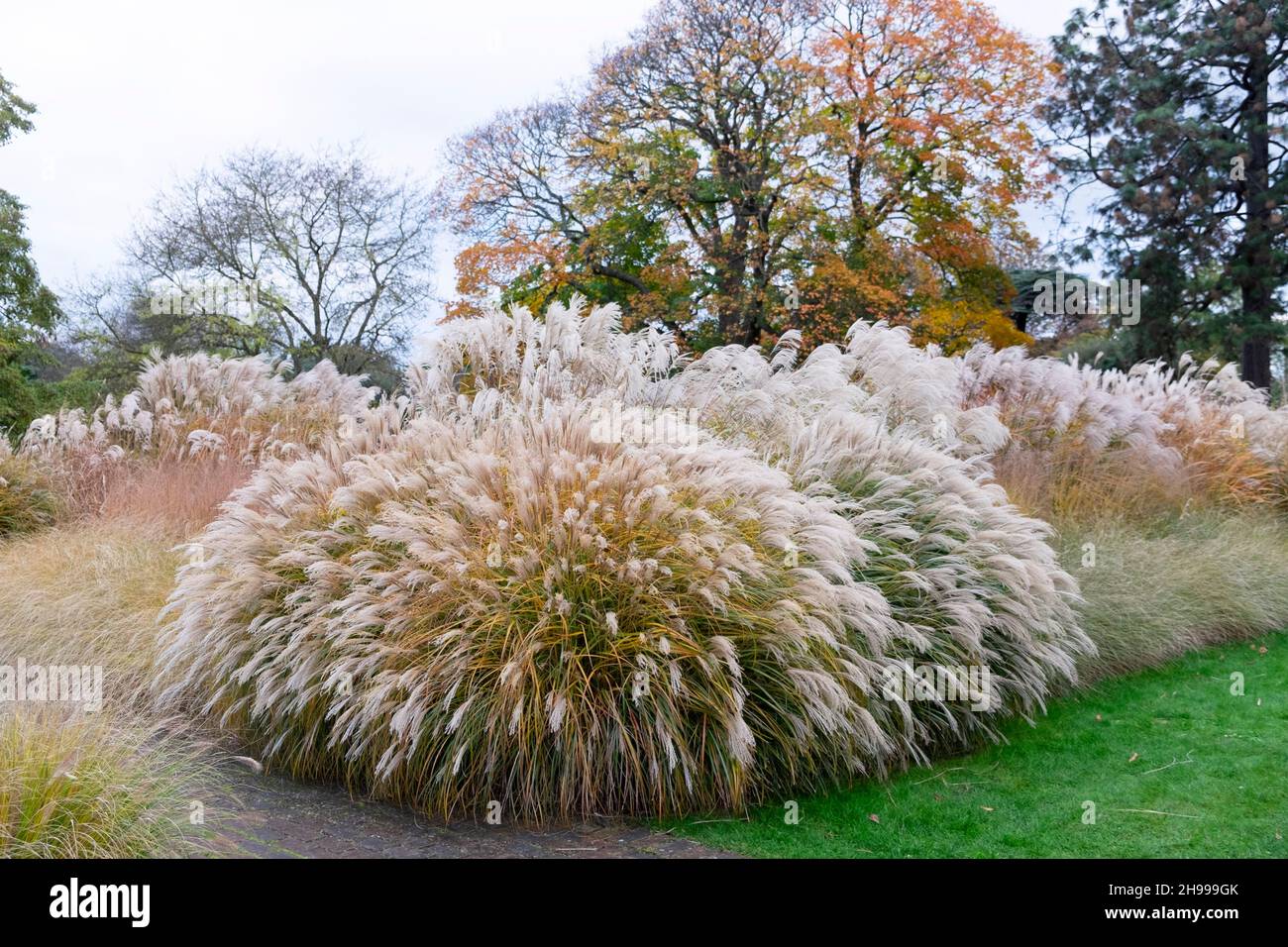 Grass Garden vista paesaggio a Kew Gardens nel novembre 2021 autunno Richmond Surrey Londra Inghilterra Gran Bretagna KATHY DEWITT Foto Stock