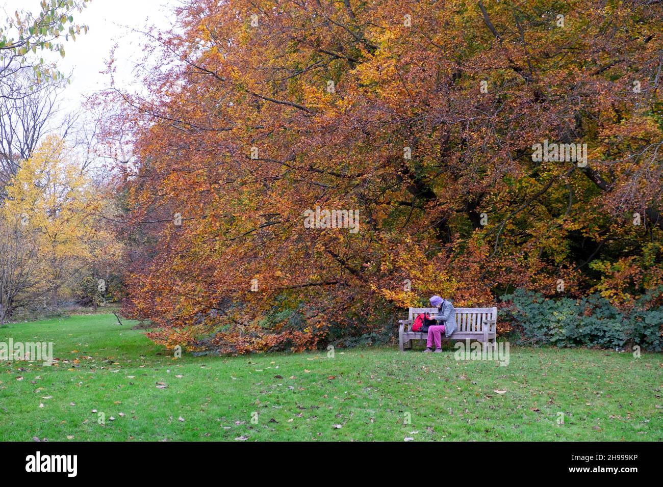 Donna anziana seduta su panca di parco in legno al Royal Botanic Gardens Kew e vista di foglie colorate autunno su albero Kew Garden Surrey London Inghilterra UK Foto Stock