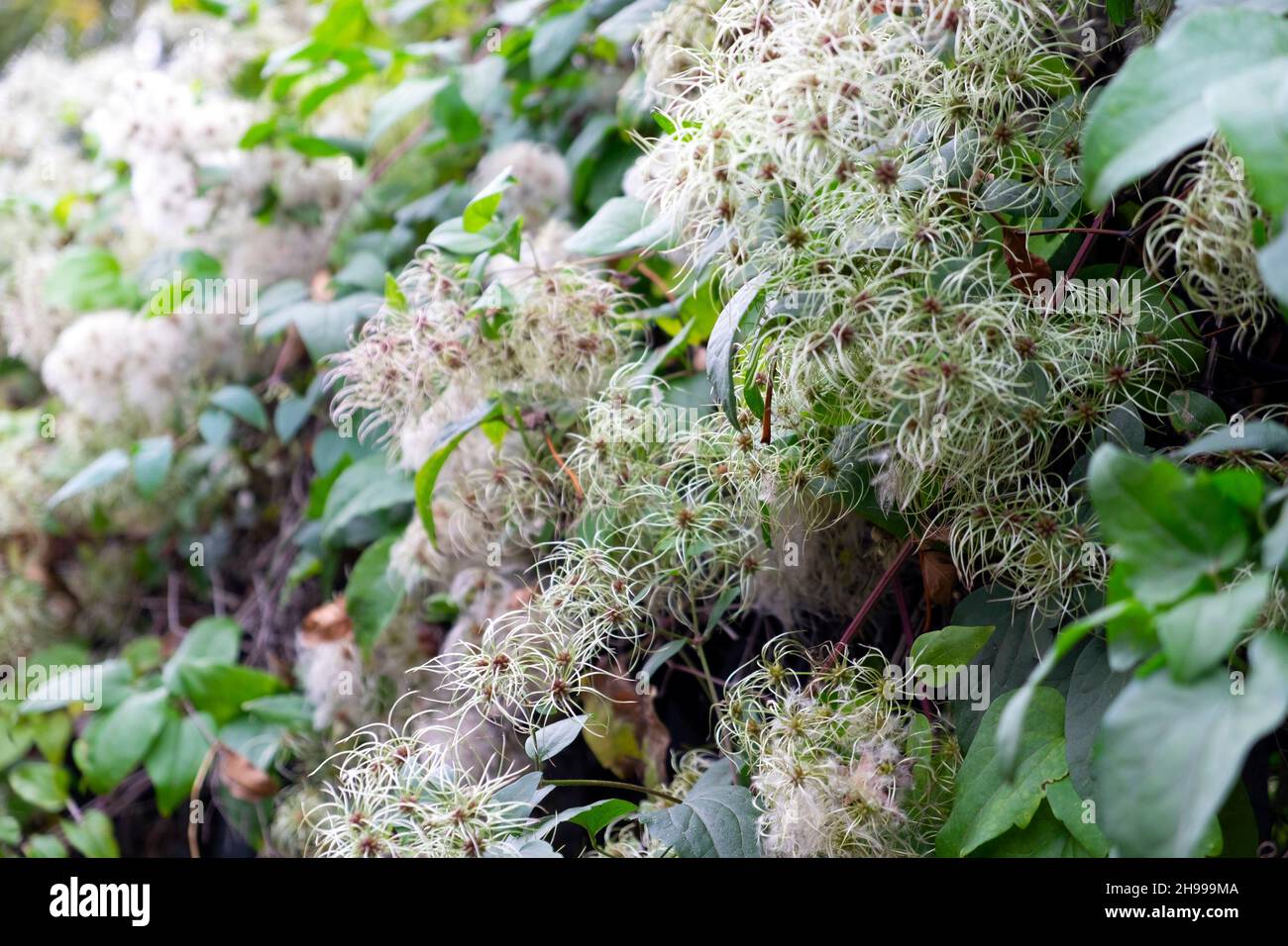 Clematis vitalba, Travellers Joy o Old Man's Beard Wild climbing pianta peloso piume soffice semi di fiori nel novembre Londra Inghilterra Regno Unito KATHY DEWITT Foto Stock
