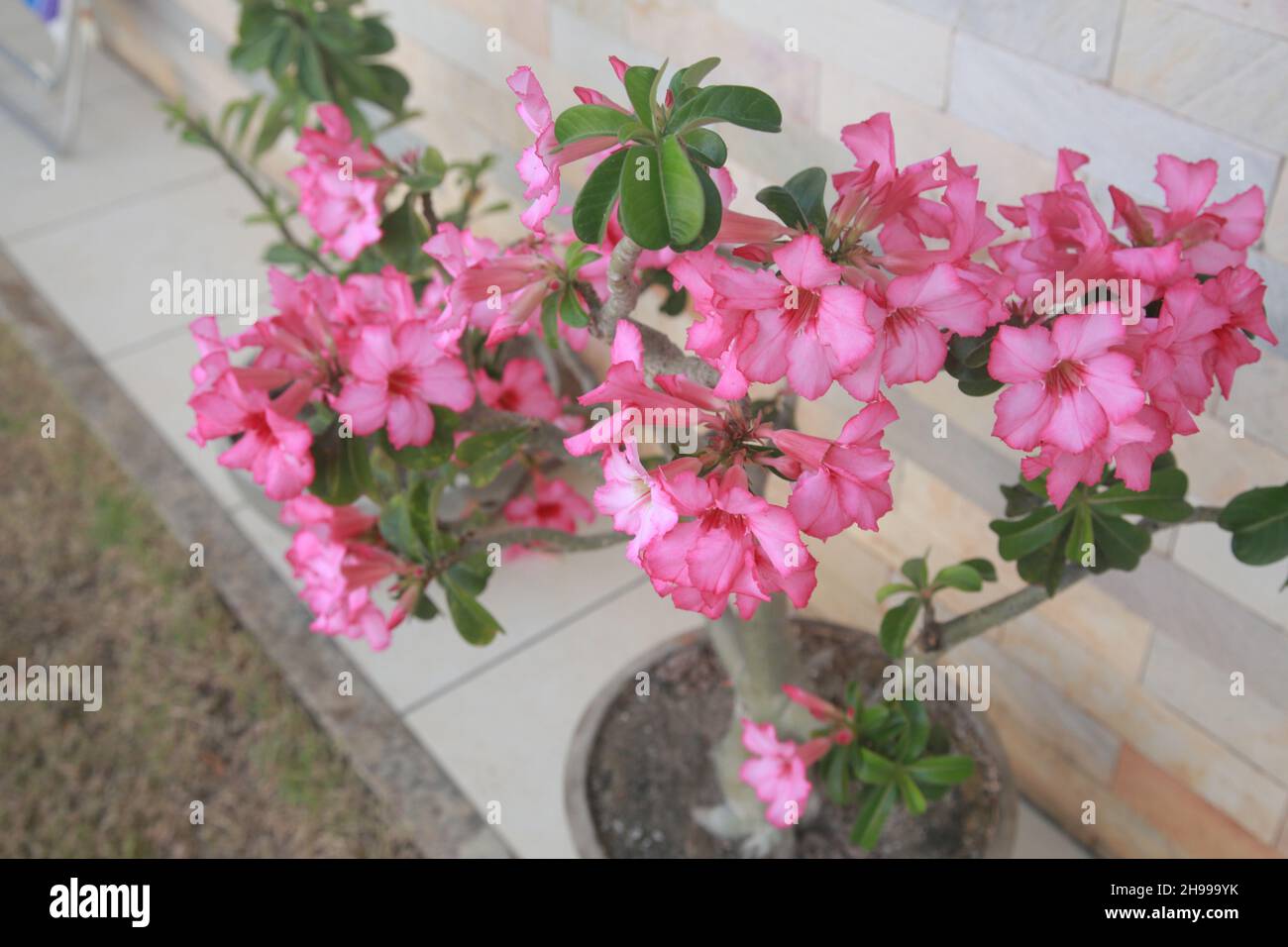 salvador, bahia, brasile - 4 dicembre 2021: Adenium obesum pianta, popolarmente conosciuta come la rosa del deserto è visto in una casa nella città di Salvador. Foto Stock