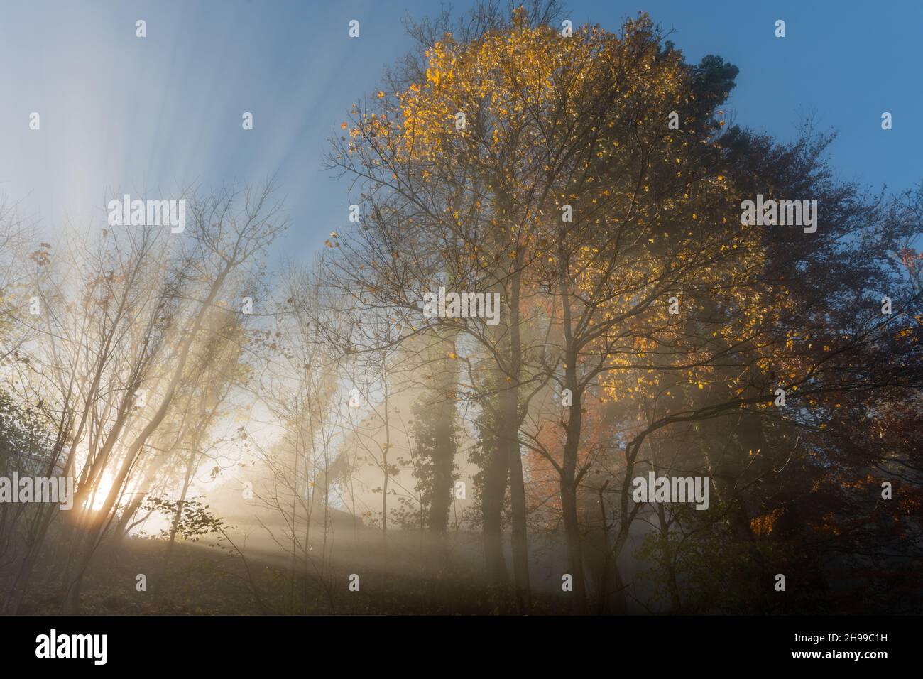 Raggi di luce solare filtrati attraverso la nebbia di inizio autunno in una foresta di montagna. Alsazia, Vosgi, Francia, Europa. Foto Stock