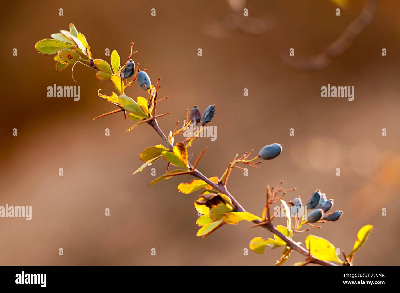 Berberis hispanica - il barbacca è un frutto della famiglia Berberidaceae e del genere Berberis. Foto Stock