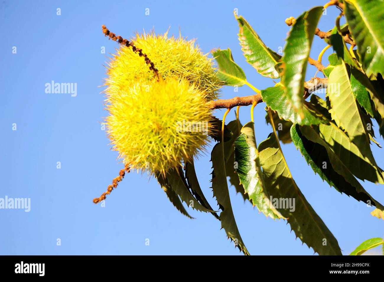 La Castanea sativa, la castagna, è un albero appartenente alla famiglia delle Fagaceae. Foto Stock