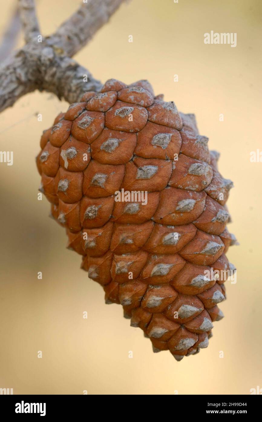 Il Pinus è un genere di piante vascolari - pini - appartenenti al gruppo dei conifere. Foto Stock