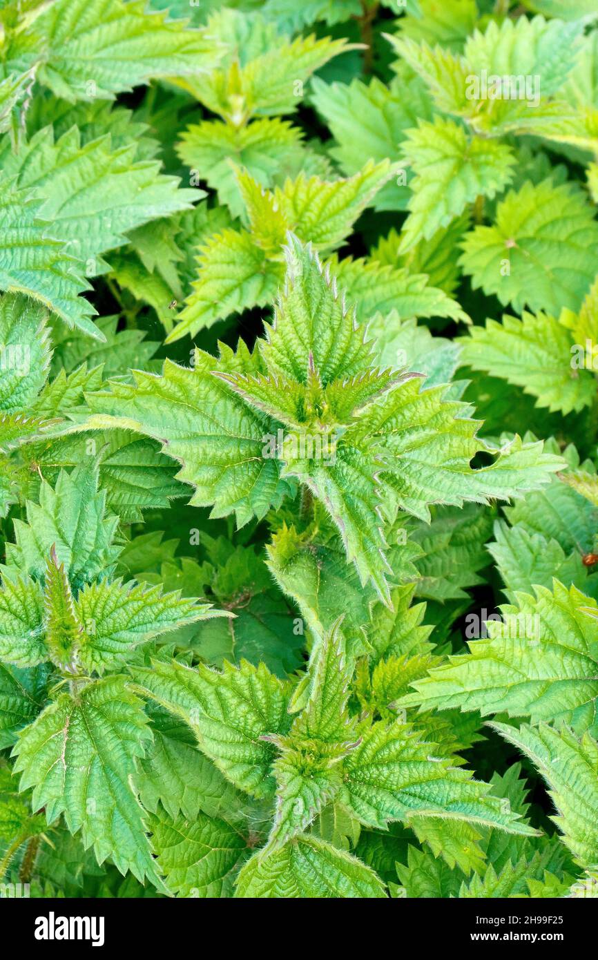 Nettle comune o pungente (urtica dioica), primo piano mostrando un gruppo di giovani germogli frondosi. Foto Stock