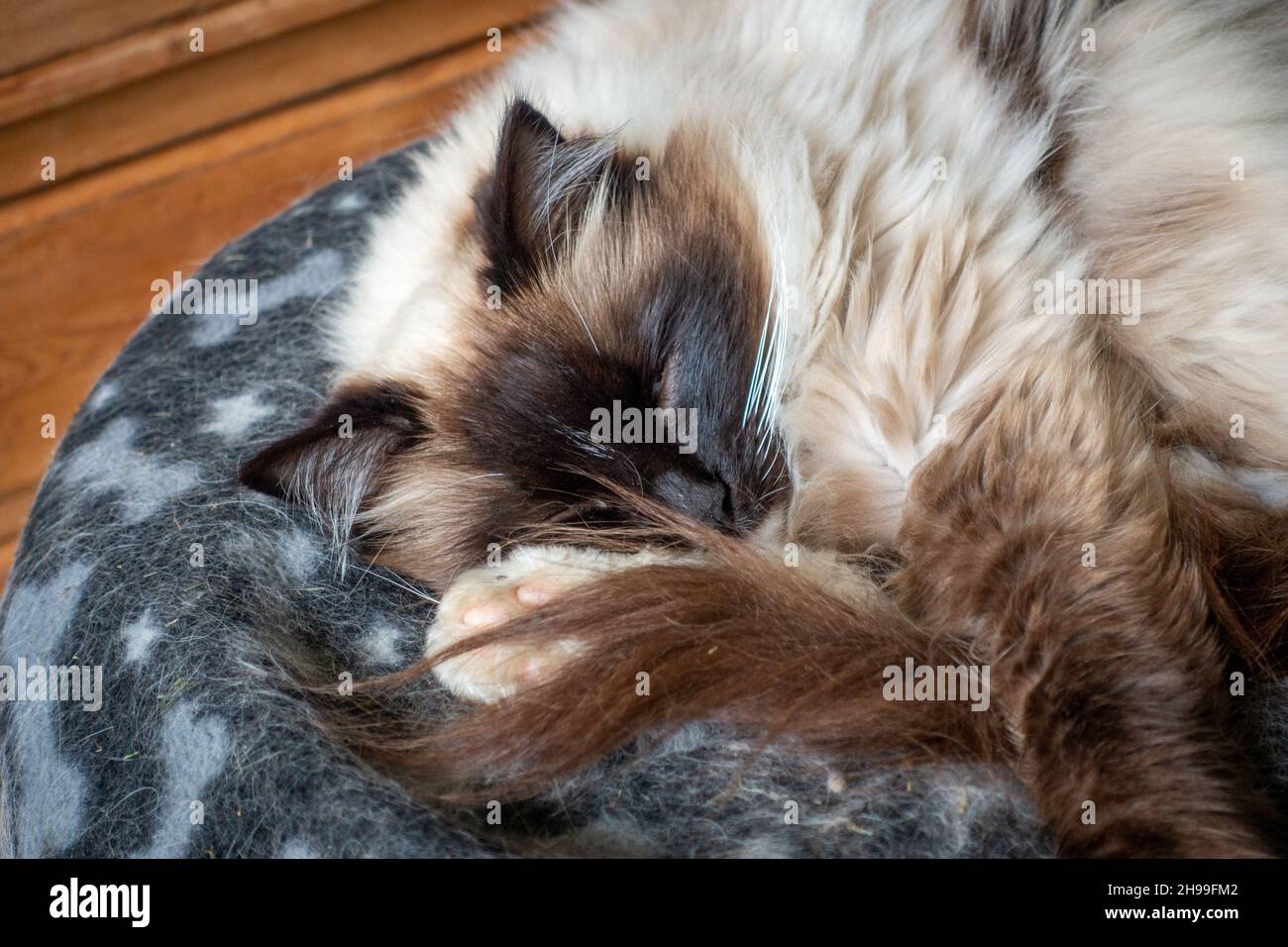 Gatto dormiente su coperta in casa. Alfie Foto Stock