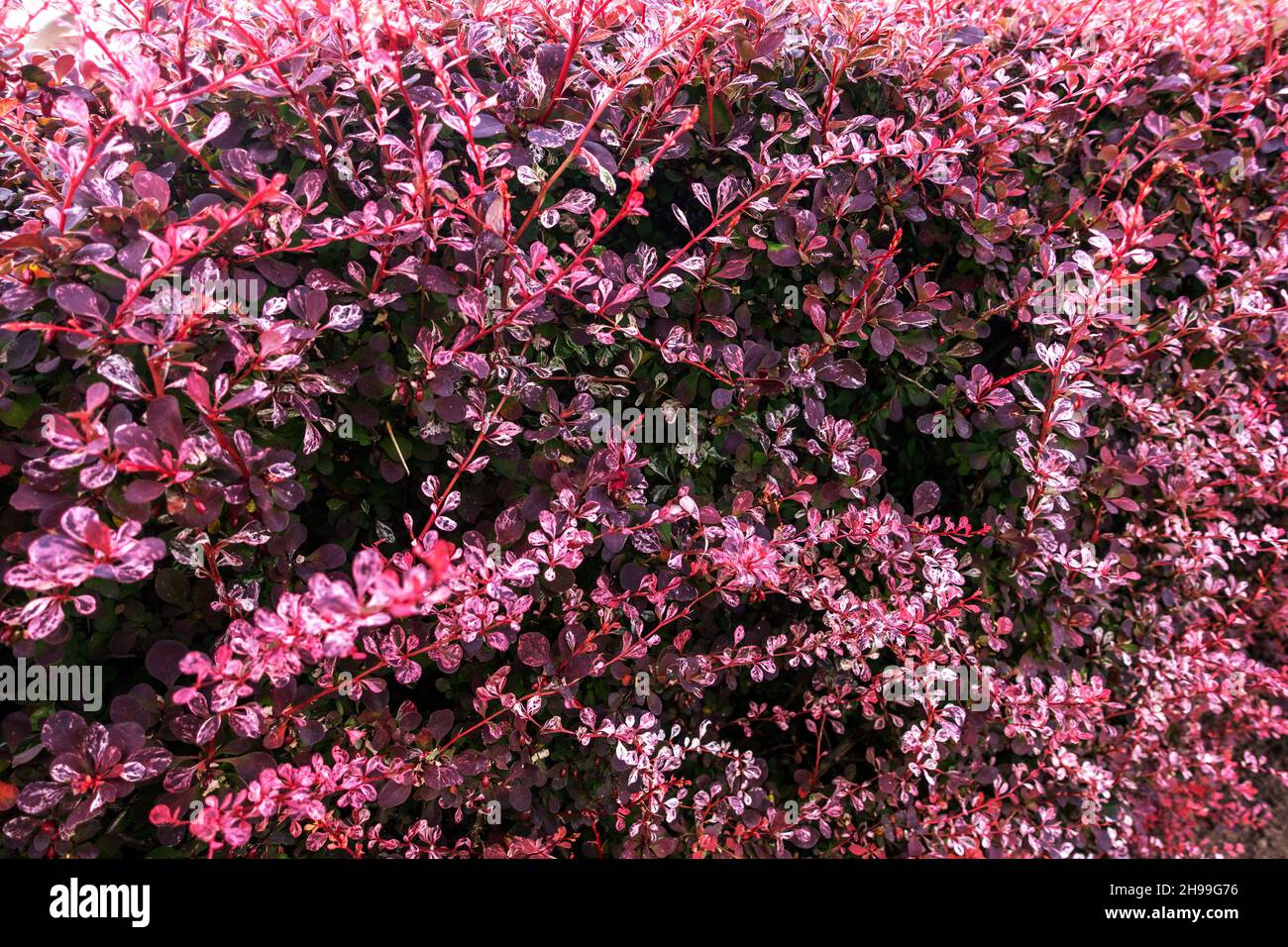 cespuglio hedgerow di bacca giapponese di colore rosso rosa Foto Stock