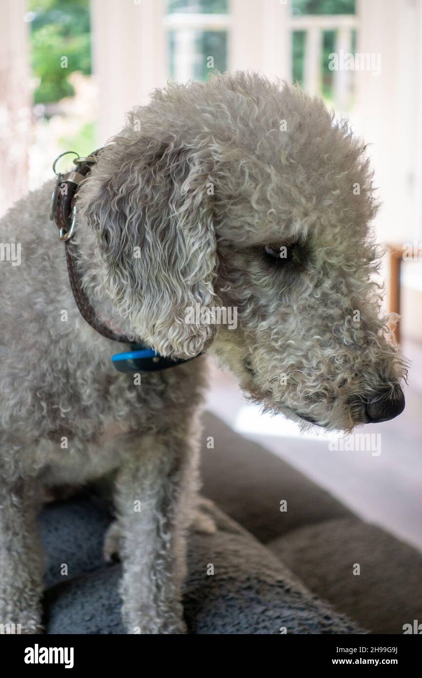 Beddington Terrier. Foto Stock