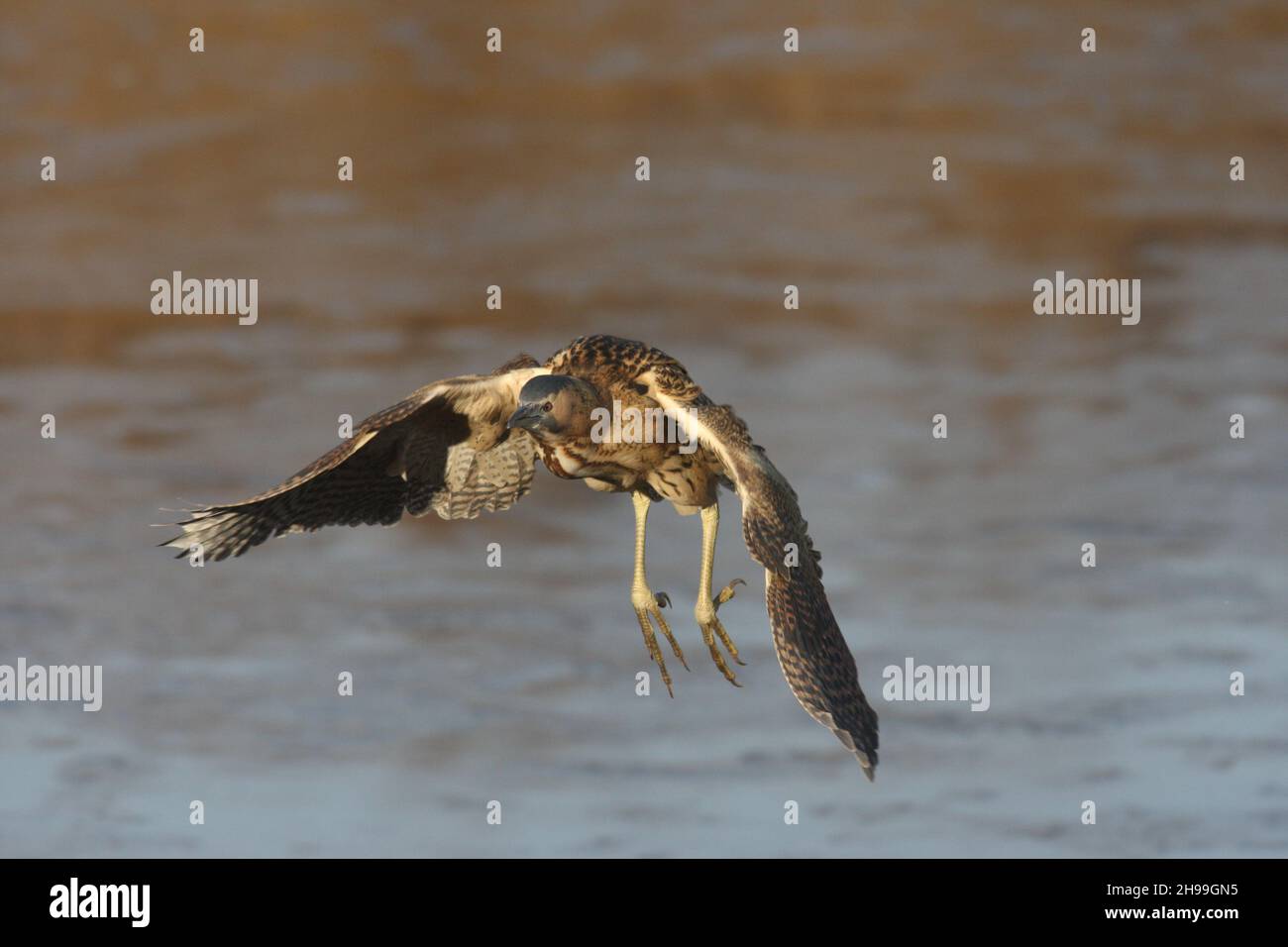 Un heron smalish che è molto secretive che spende i periodi lunghi che scuolano attraverso i letti di reddbeds. Può essere visto più frequentemente in volo quando si alimenta giovane. Foto Stock