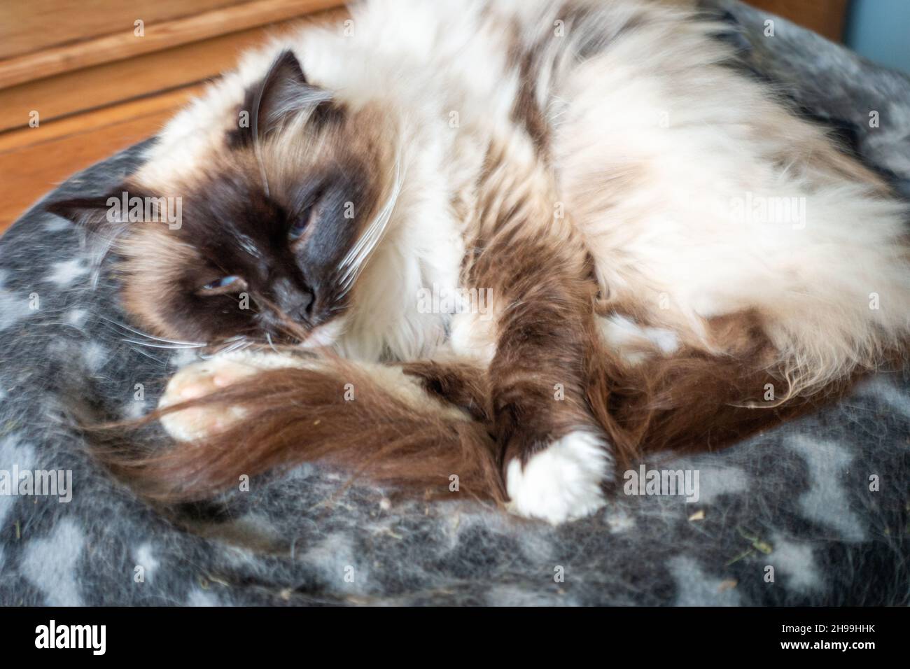Gatto dormiente su coperta in casa. Alfie Foto Stock