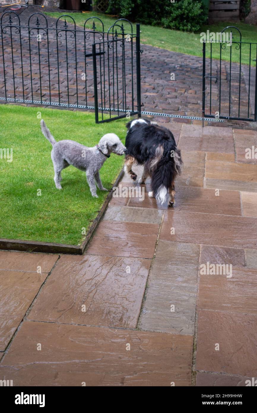 due cani che giocano all'esterno Foto Stock