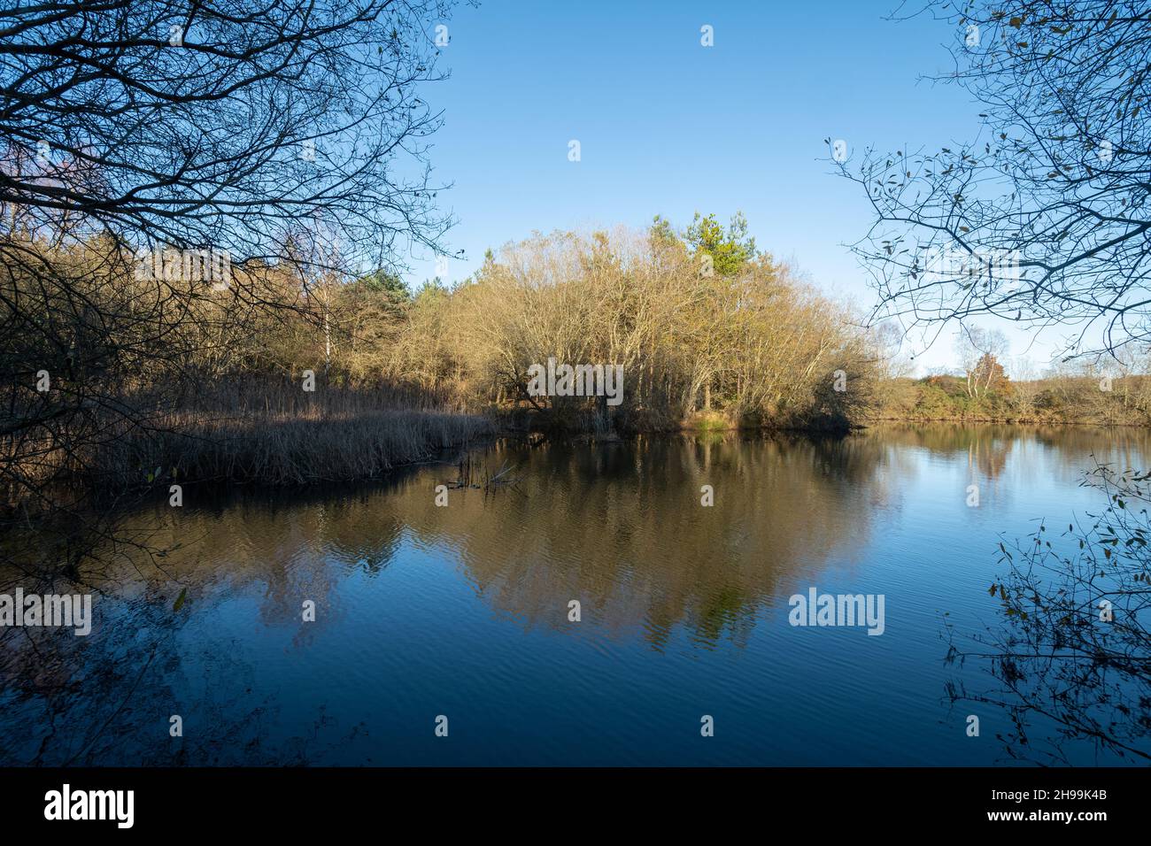 Vista di un laghetto in Bramshill Plantation, un sito forestale inglese sul confine Hampshire Berkshire, Inghilterra, Regno Unito, in una giornata di sole all'inizio di dicembre Foto Stock