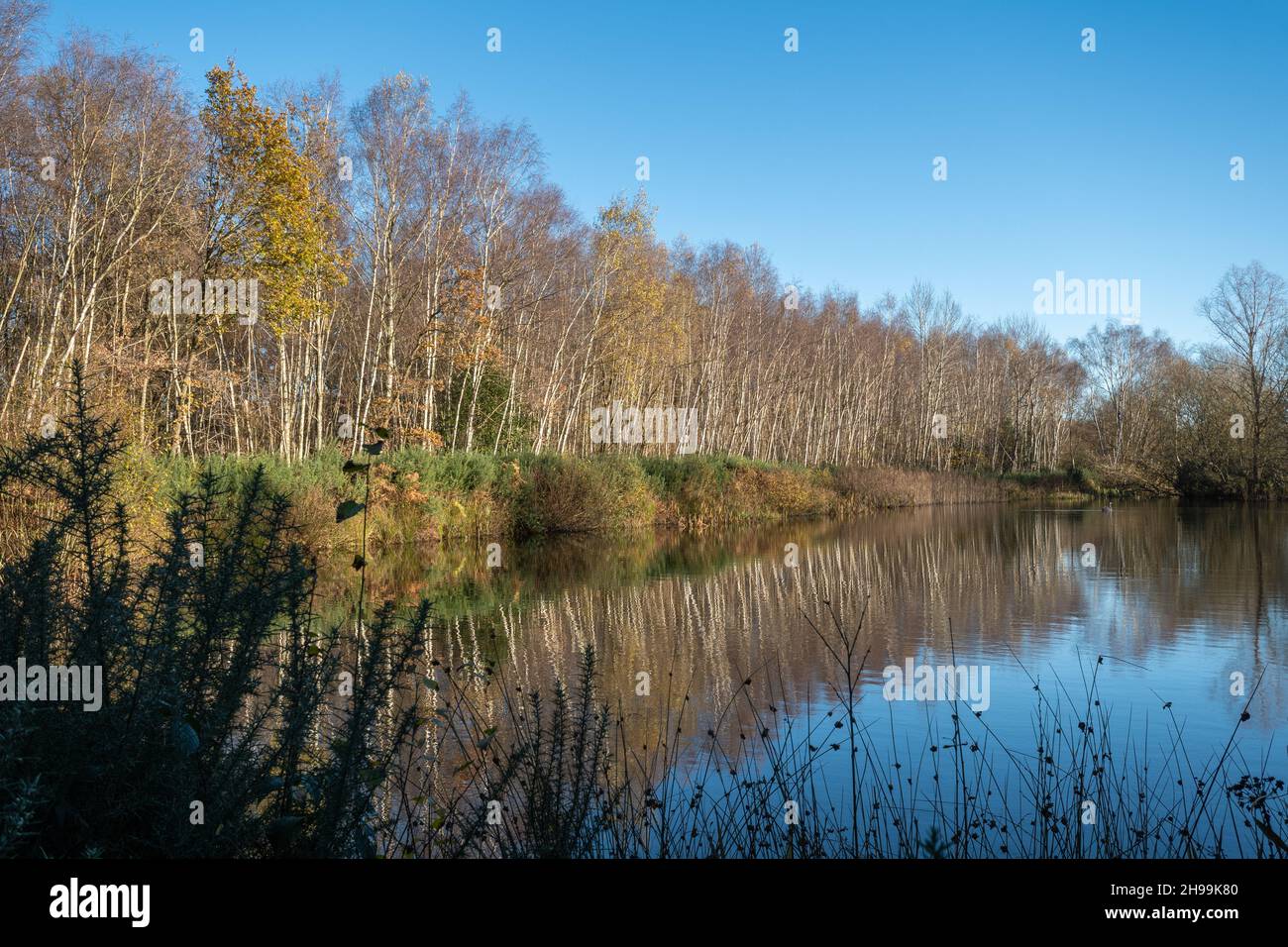 Vista di un laghetto in Bramshill Plantation, un sito forestale inglese sul confine Hampshire Berkshire, Inghilterra, Regno Unito, in una giornata di sole all'inizio di dicembre Foto Stock