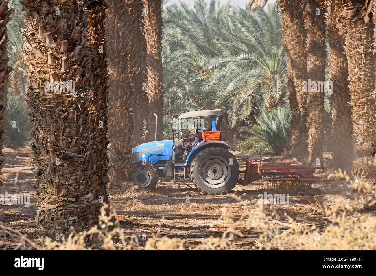 frutteto di palme vicino al Mar Morto, Israele Foto Stock