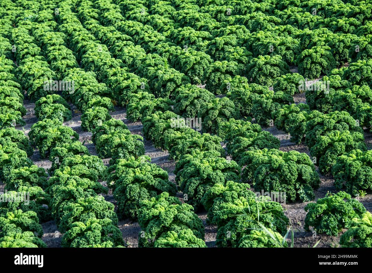Molte piante verdi coltivate in file sui campi di agricoltori Foto Stock