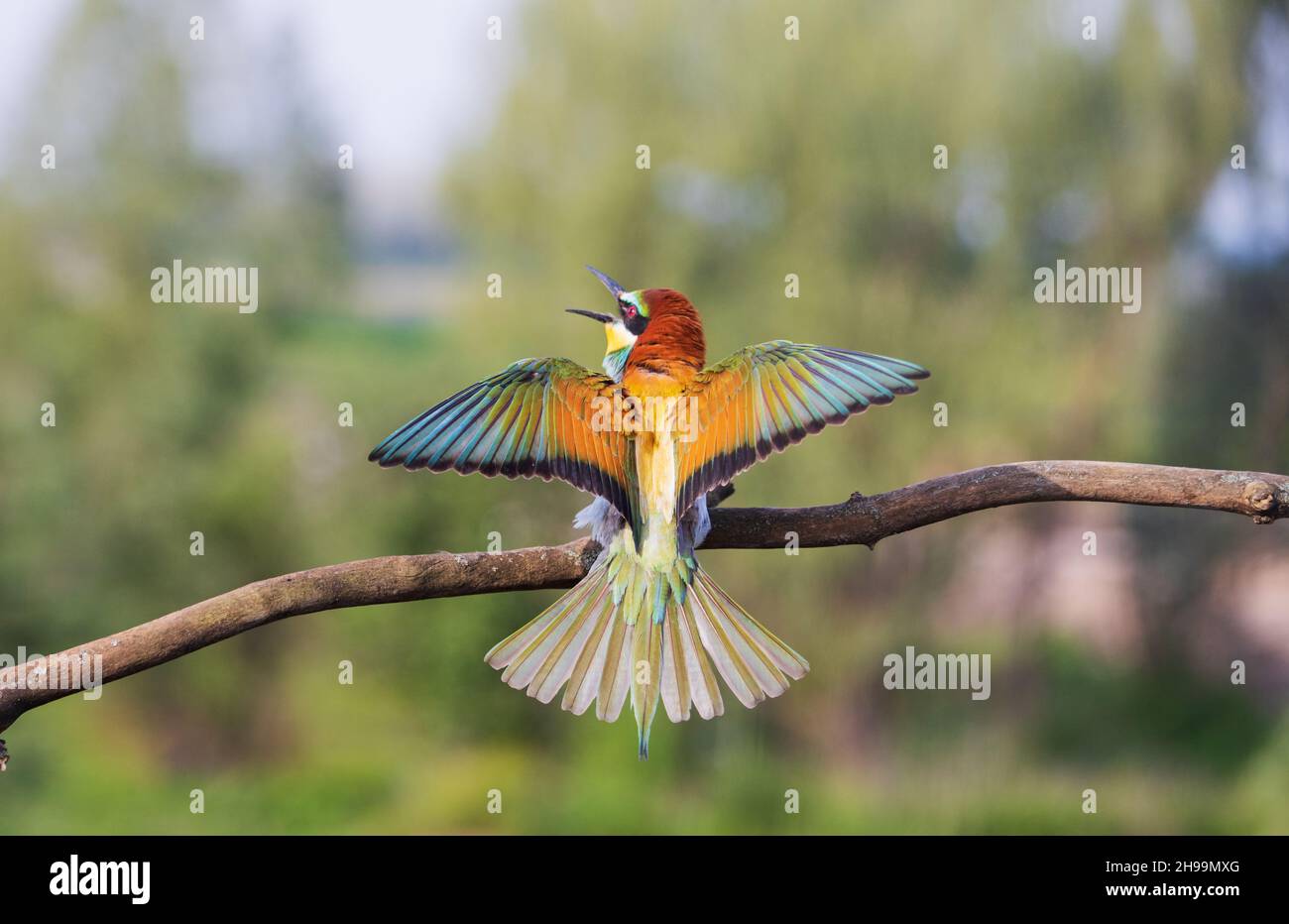il bee-eater dai colori vivaci spalma le sue ali mentre si siede su un ramo Foto Stock