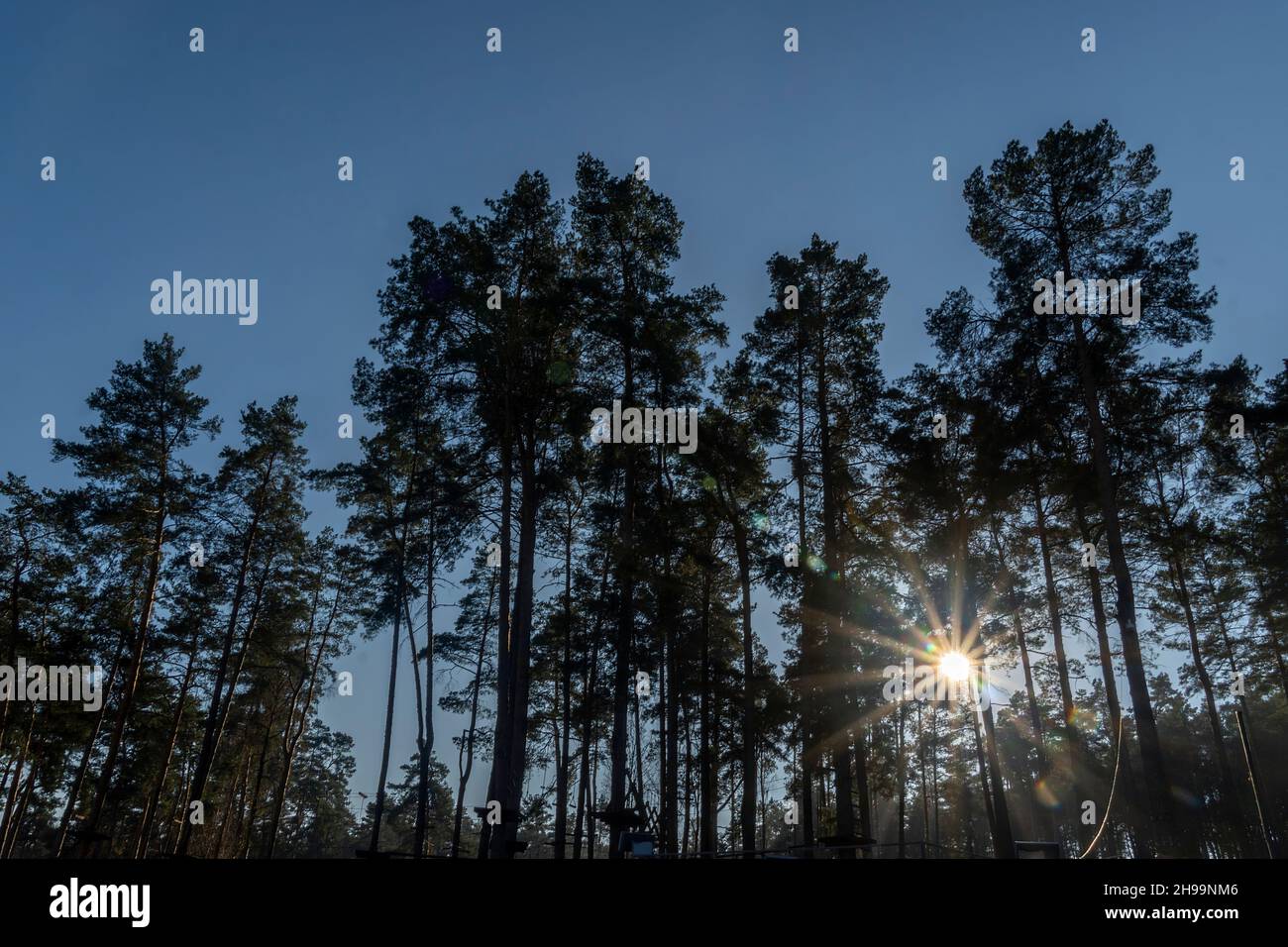 i raggi del sole d'autunno fanno il loro senso attraverso gli alberi della foresta. Foto Stock