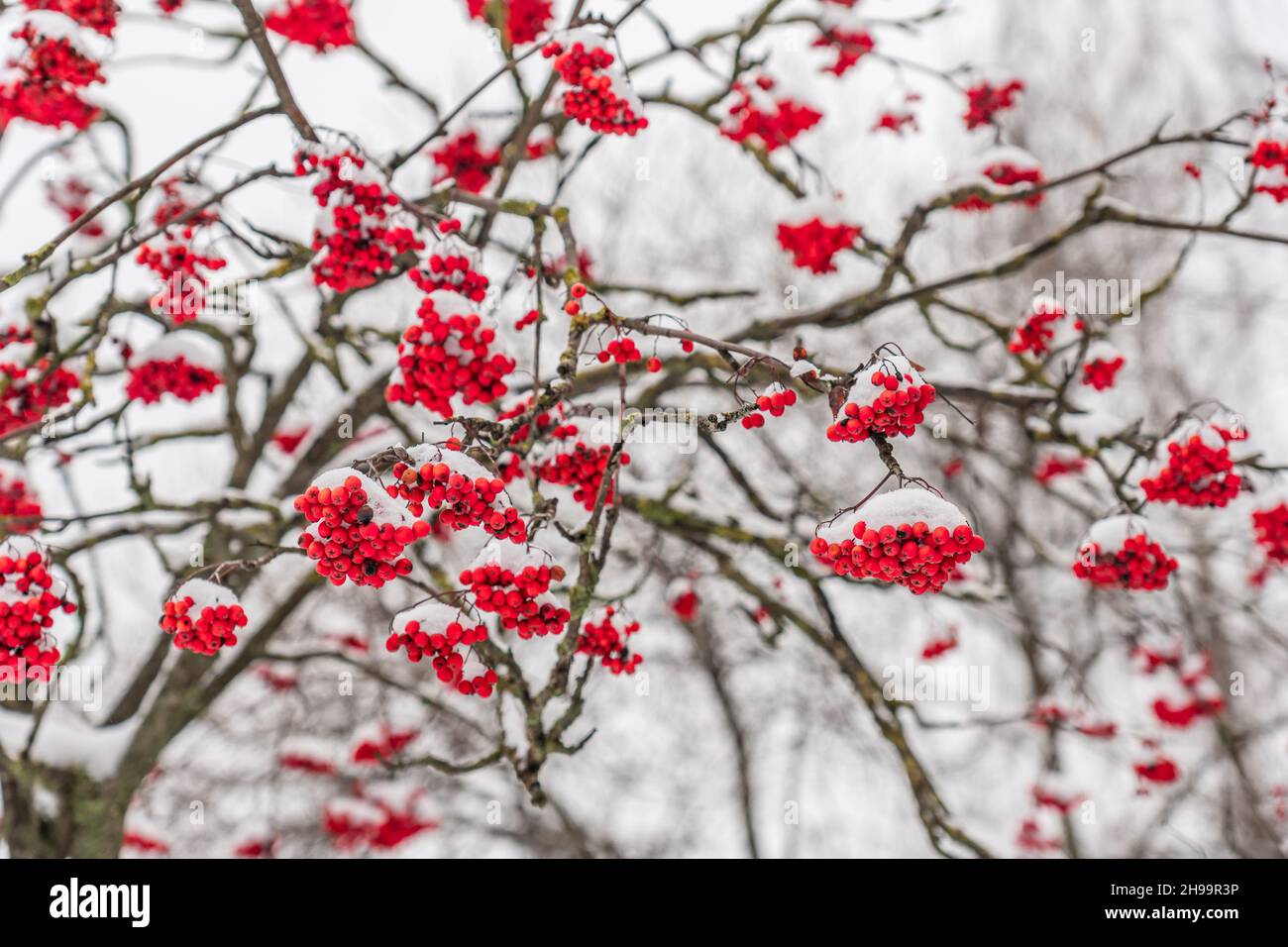 Un albero di frassino con rami pieni di bacche rosse ricoperte di neve Foto Stock