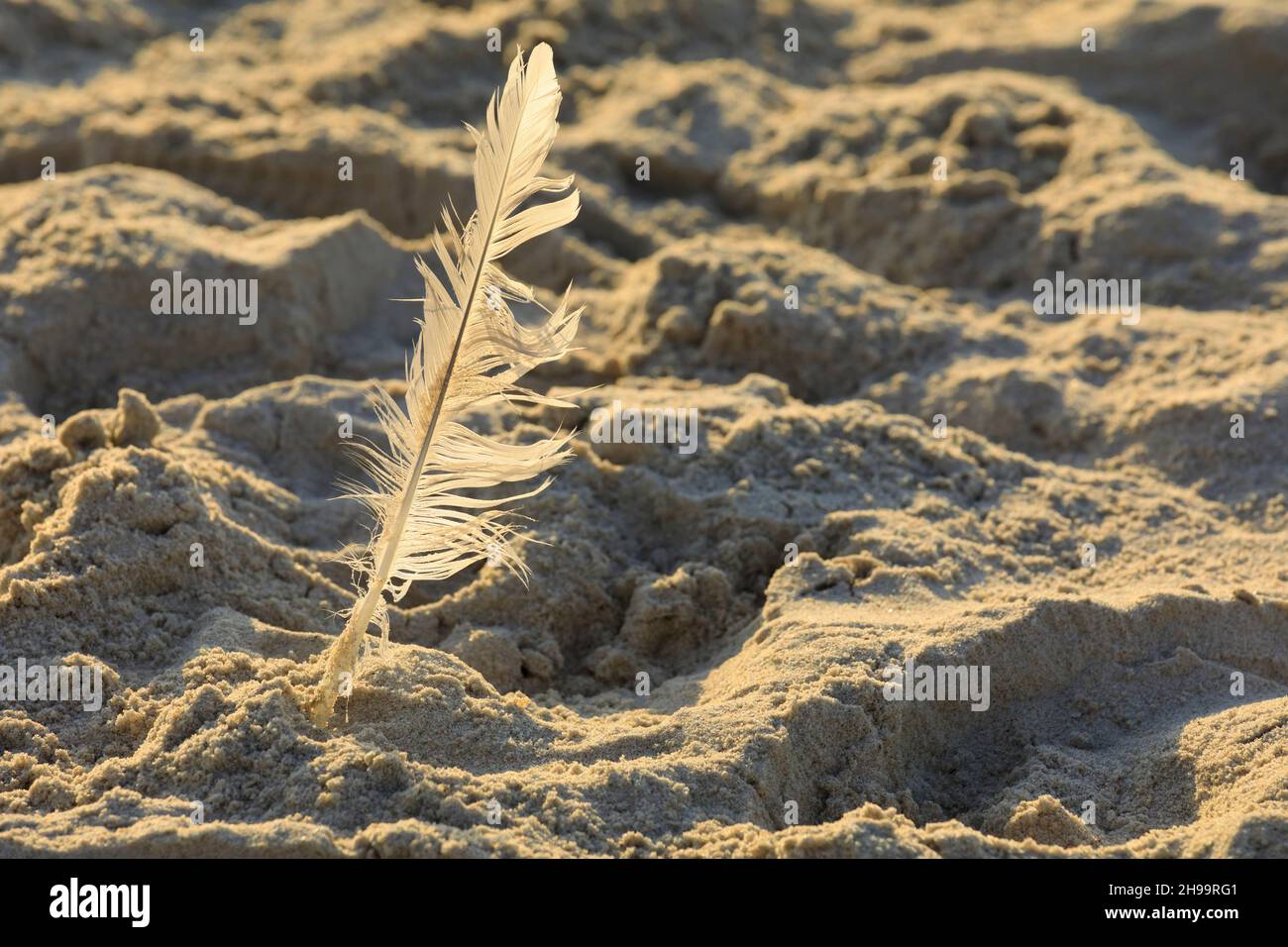 L'uccello ha perso la sua piuma, che ora è sulla sabbia sulla costa del mare polacco a Kolobrzeg, Polonia. Foto Stock