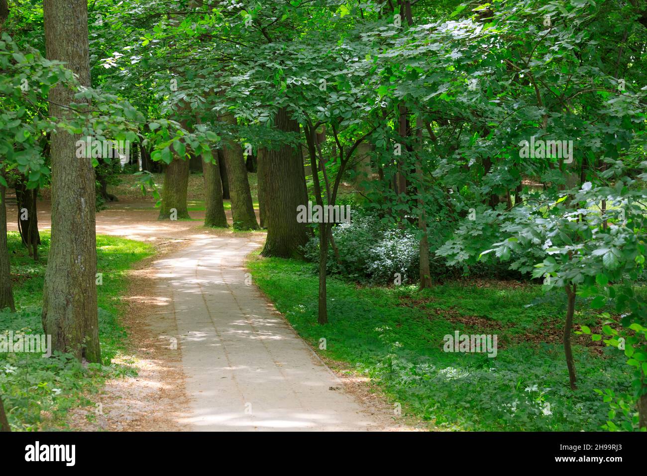 Foresta essendo un parco. Si tratta di una zona boscosa, attraverso la quale conducono molti vicoli, grazie ai quali è possibile fare passeggiate nella zona di questa bella n Foto Stock