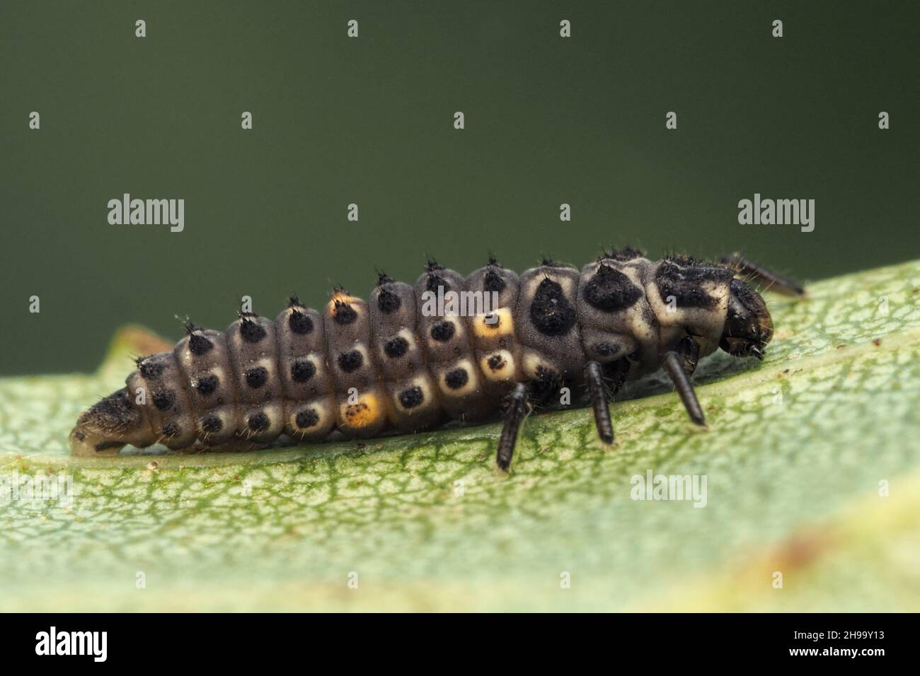 Larva a 2 punti di Ladybird (Adalia bipunctata) a riposo su foglia di betulla. Tipperary, Irlanda Foto Stock