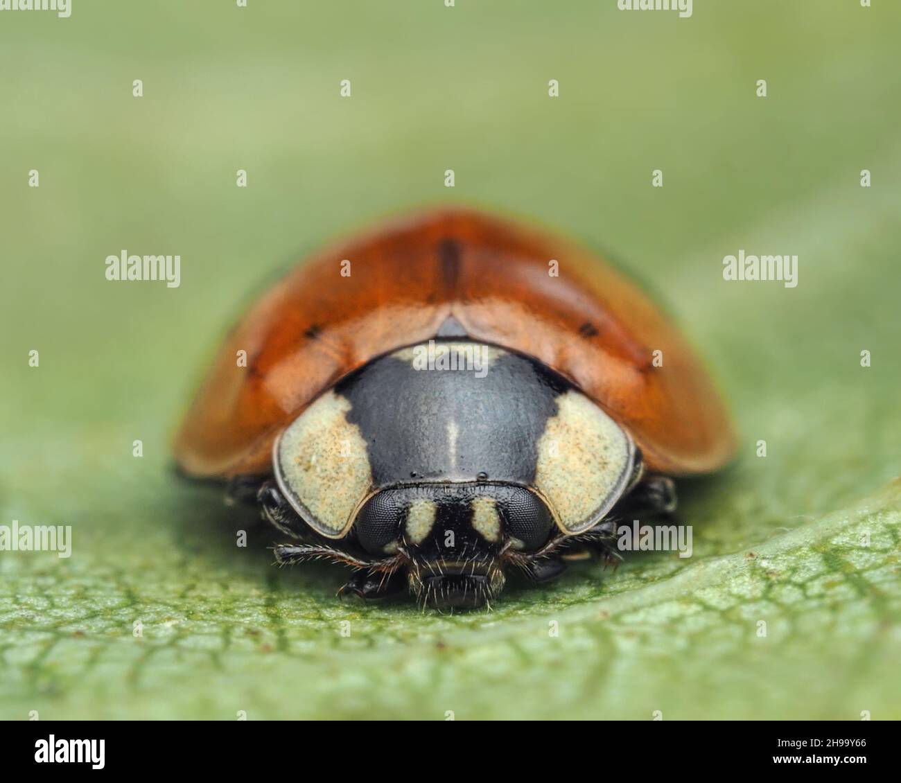 Vista frontale di Ladybird a 2 punti (Adalia bipunctata) a riposo su foglia di betulla. Tipperary, Irlanda Foto Stock