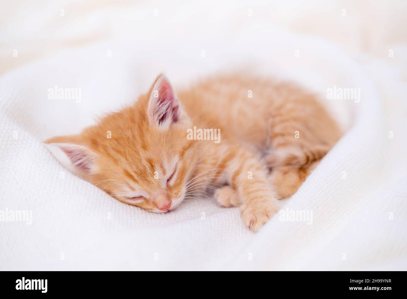 Carino ginger gattino a righe che dorme giace coperta bianca sul letto. Concetto di adorabili gatti piccoli. Rilassati con gli animali domestici Foto Stock