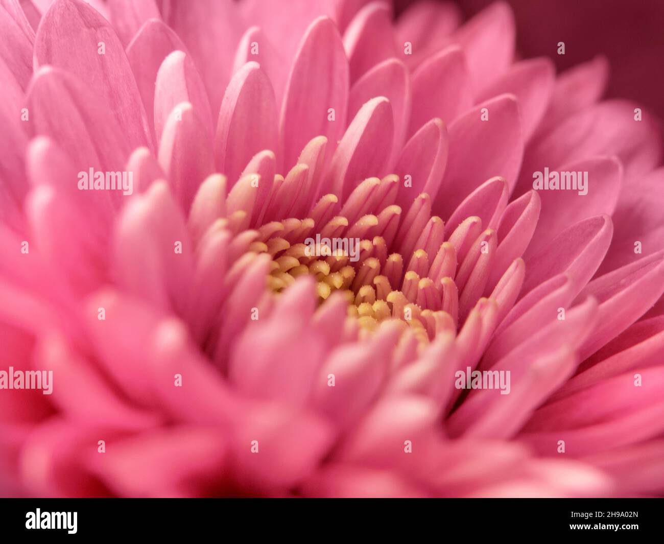 Sottili petali rosa a fuoco selettivo. L'idea della ​​tenderness e della fragilità per il giorno della mamma, il giorno della donna o il giorno di San Valentino. Foto Stock