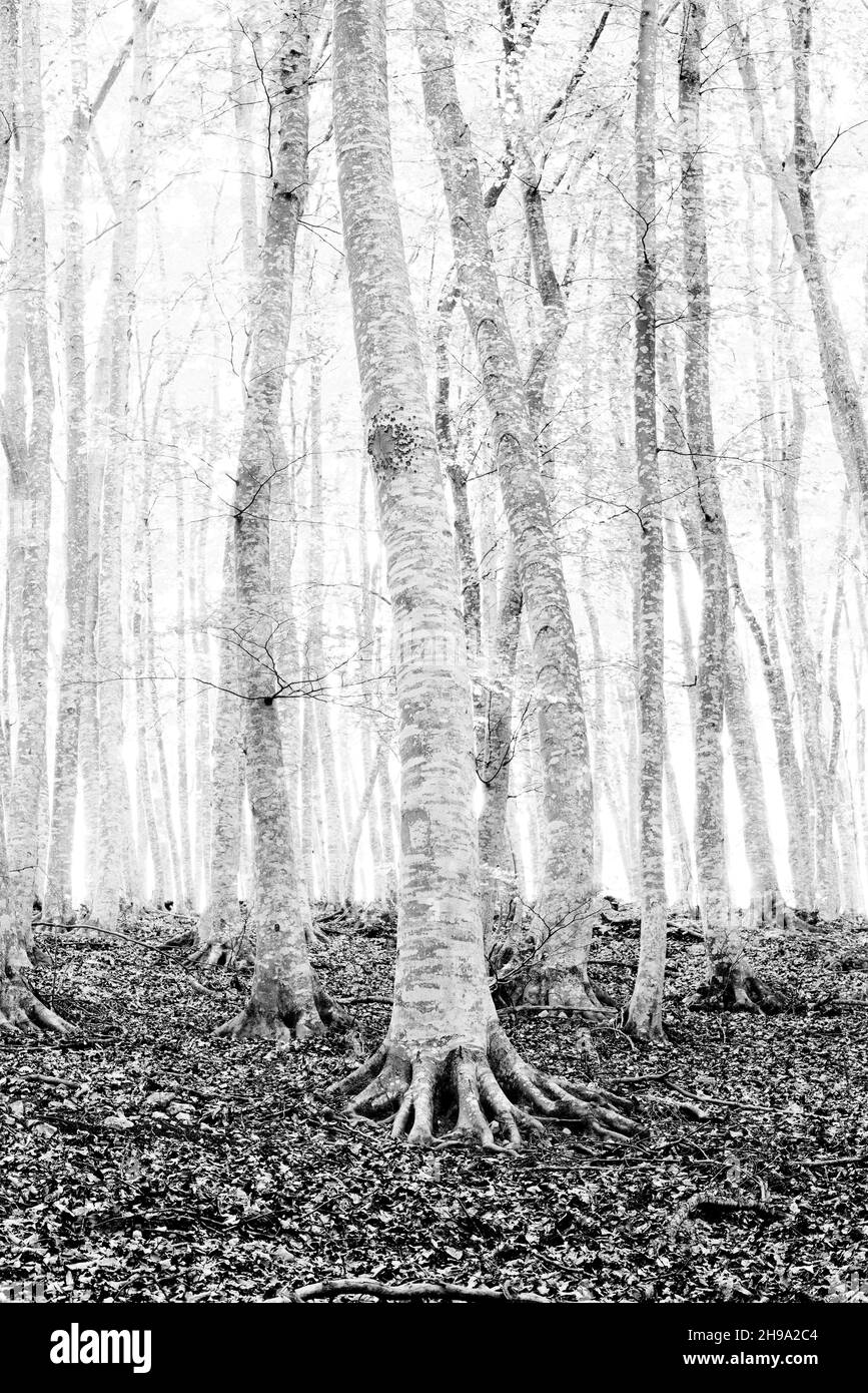 Gli alberi su un pendio Foto Stock