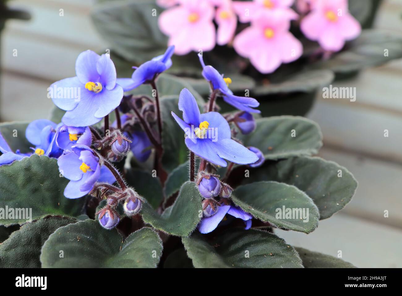 Primo piano di fiori viola africani rosa e viola in fiore Foto Stock