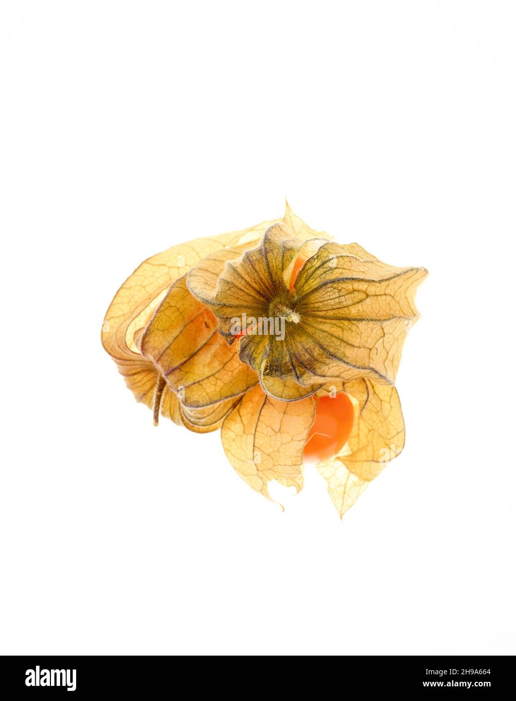Vivace vita morta di dolcissima uva di Capo, Physalis peruviana, su un fondo piano Foto Stock