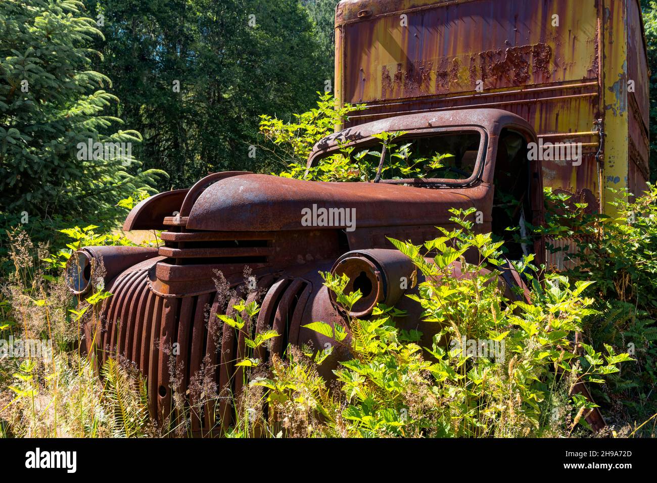 Camion arrugginito Chevrolet su Kestner Homestead Trail, Quinault Rainforest, Olympic National Park, Washington state, USA Foto Stock