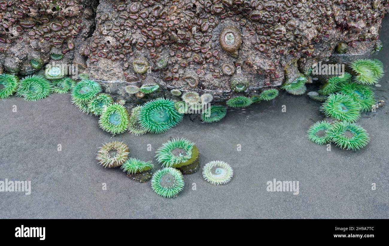 Sea Anemone a Ruby Beach durante Low Tide, Olympic National Park, Washington state, USA Foto Stock