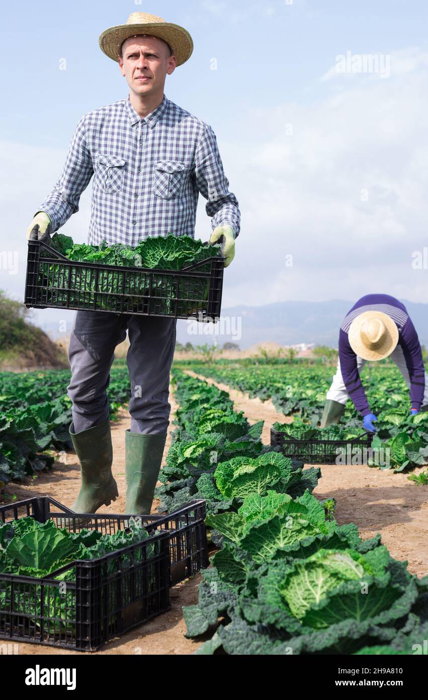 Uomo agricoltore professionista che tiene la scatola piena di cavolo Foto Stock